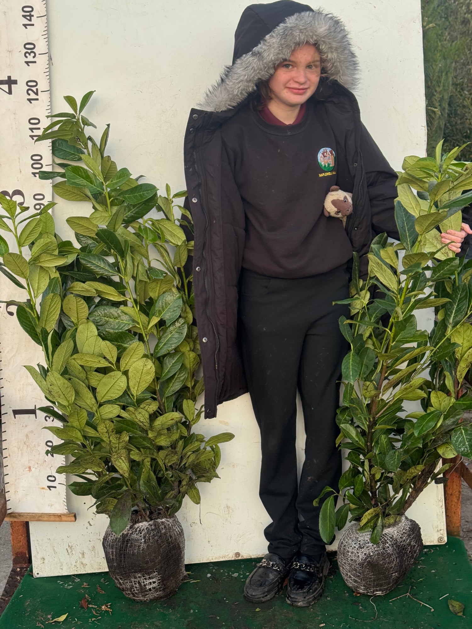 Cherry Laurel (Prunus Laur. Rotundifolia) Rootball 80-100cm - Ready to Plant Now