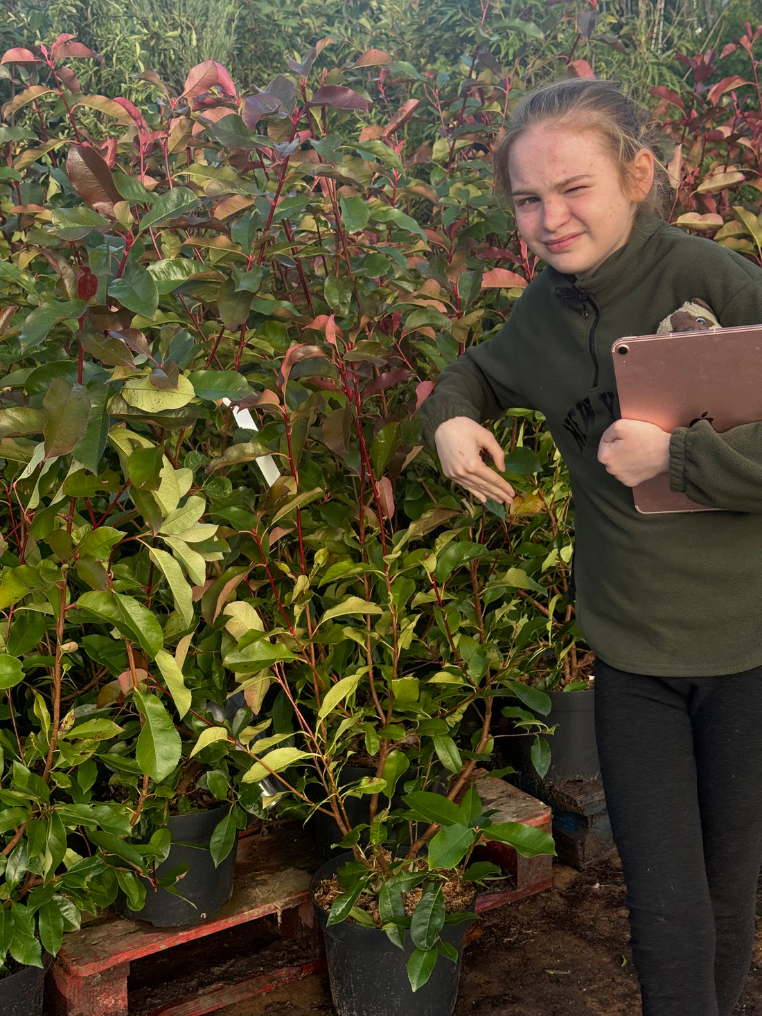 Photinia ‘Carre Rouge’ 90-100cm 10lt