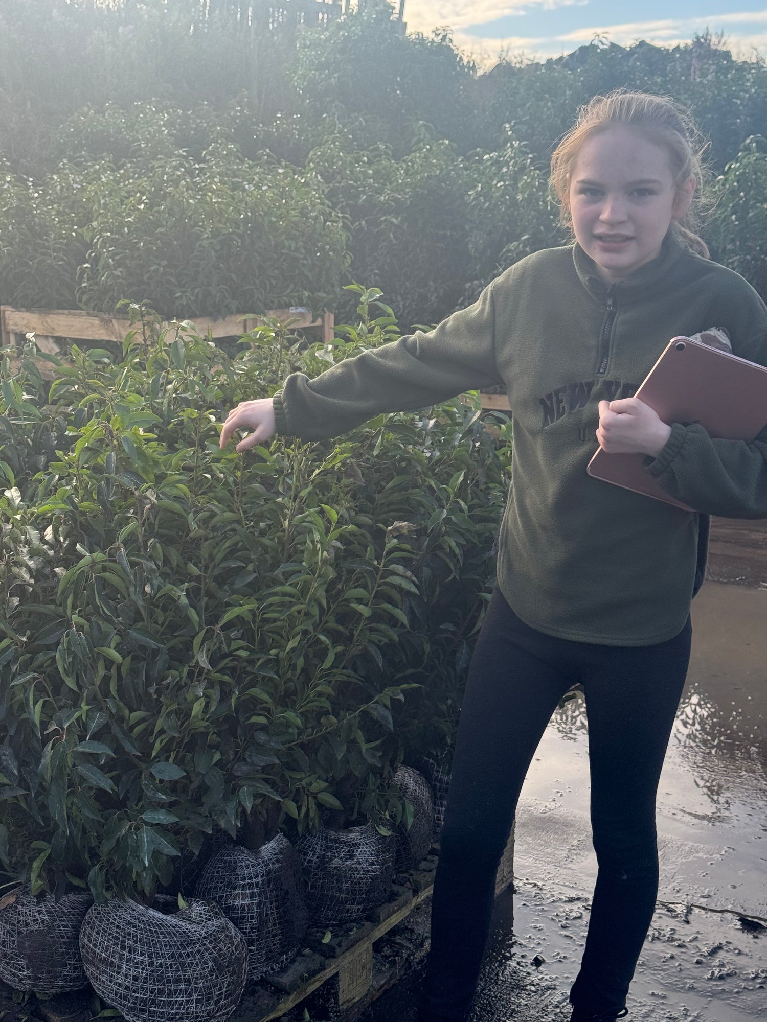 Portuguese Laurel (Prunus Lusitanica) Rootball 80-100cm - Premium Quality