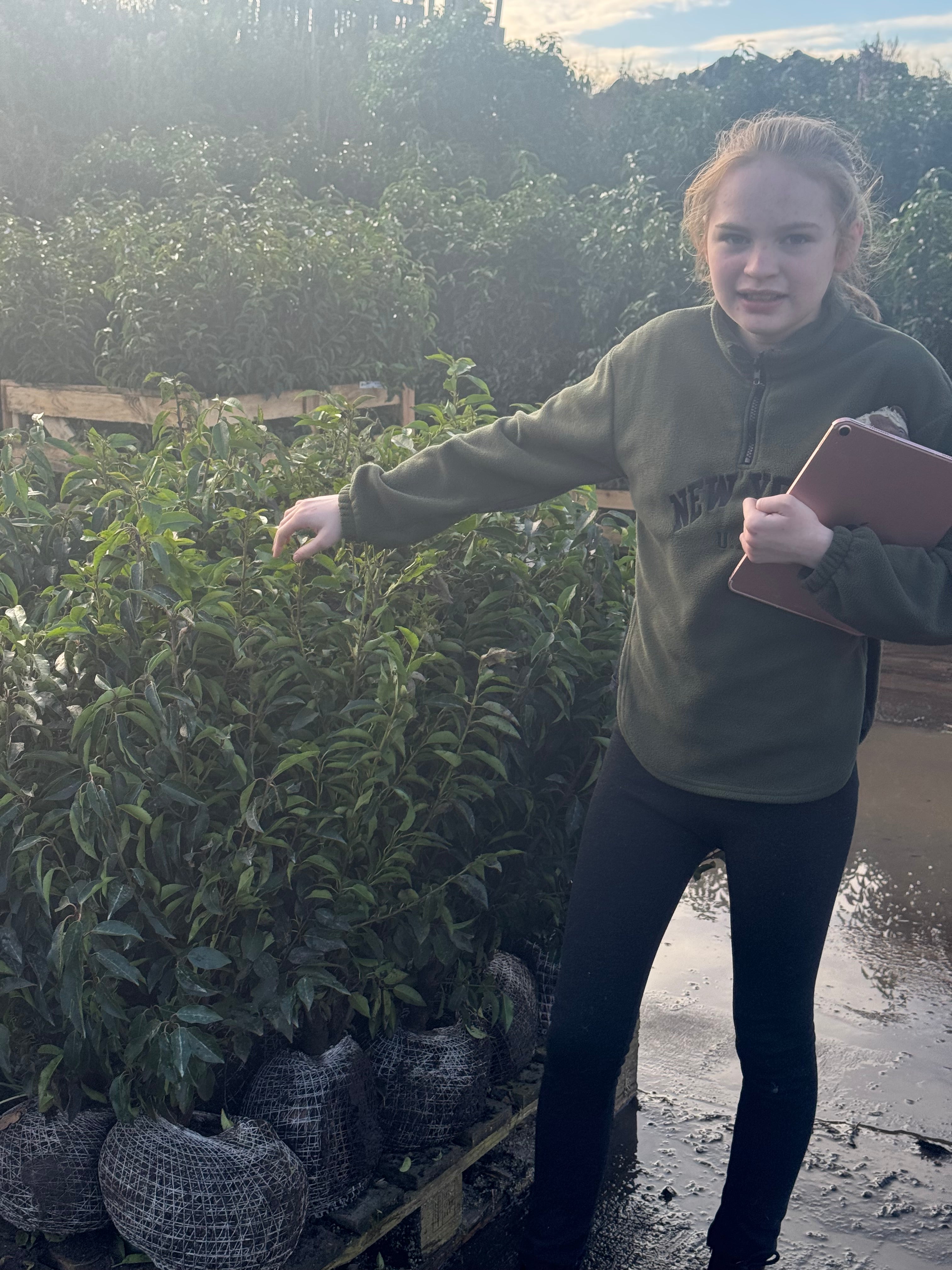 Portuguese Laurel (Prunus Lusitanica) Rootball 80-100cm - Premium Quality