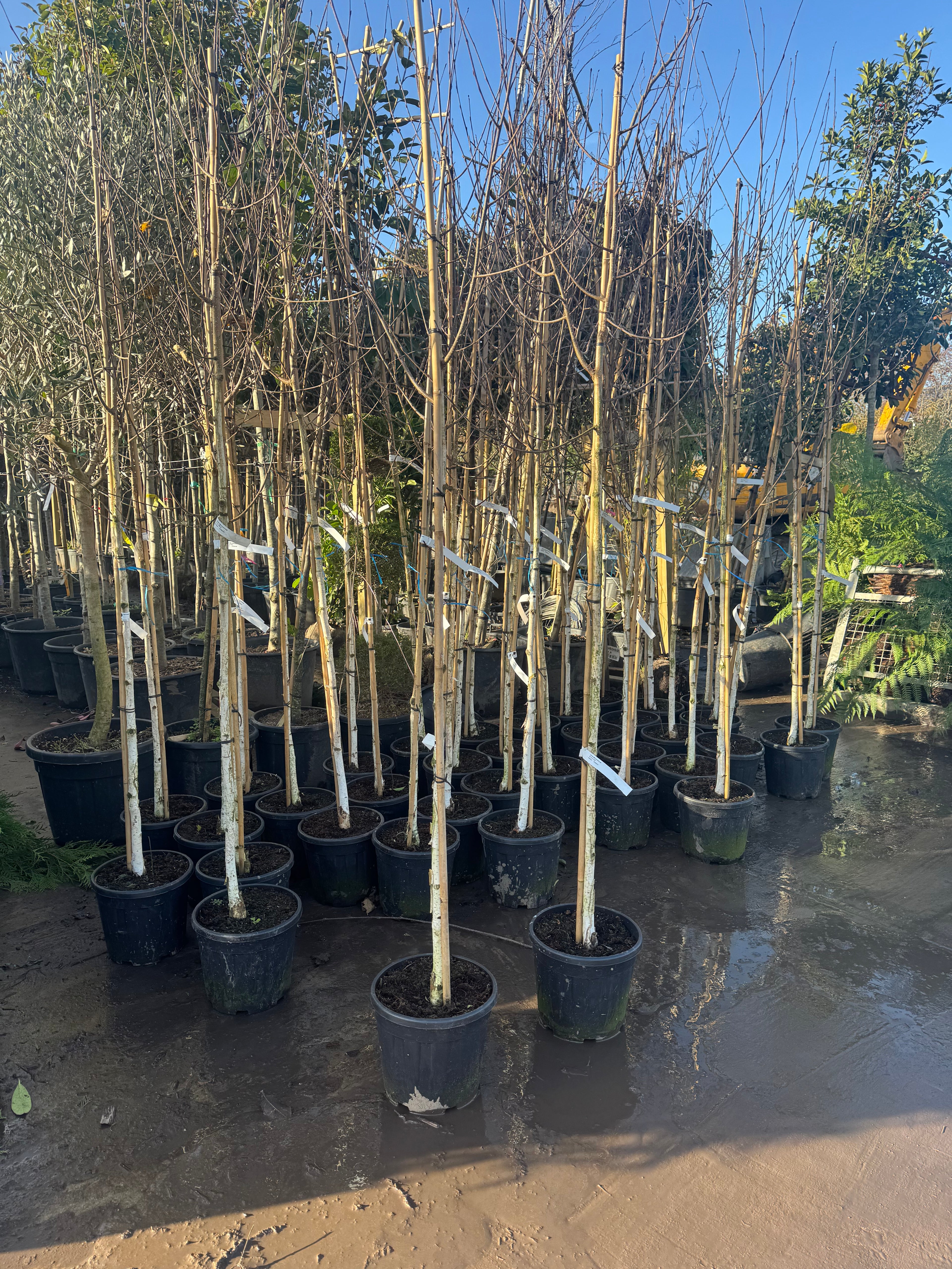 Betula Utilis Jacquemontii (Himalayan Birch) | 200-220cm Total Height | 6-8cm Girth