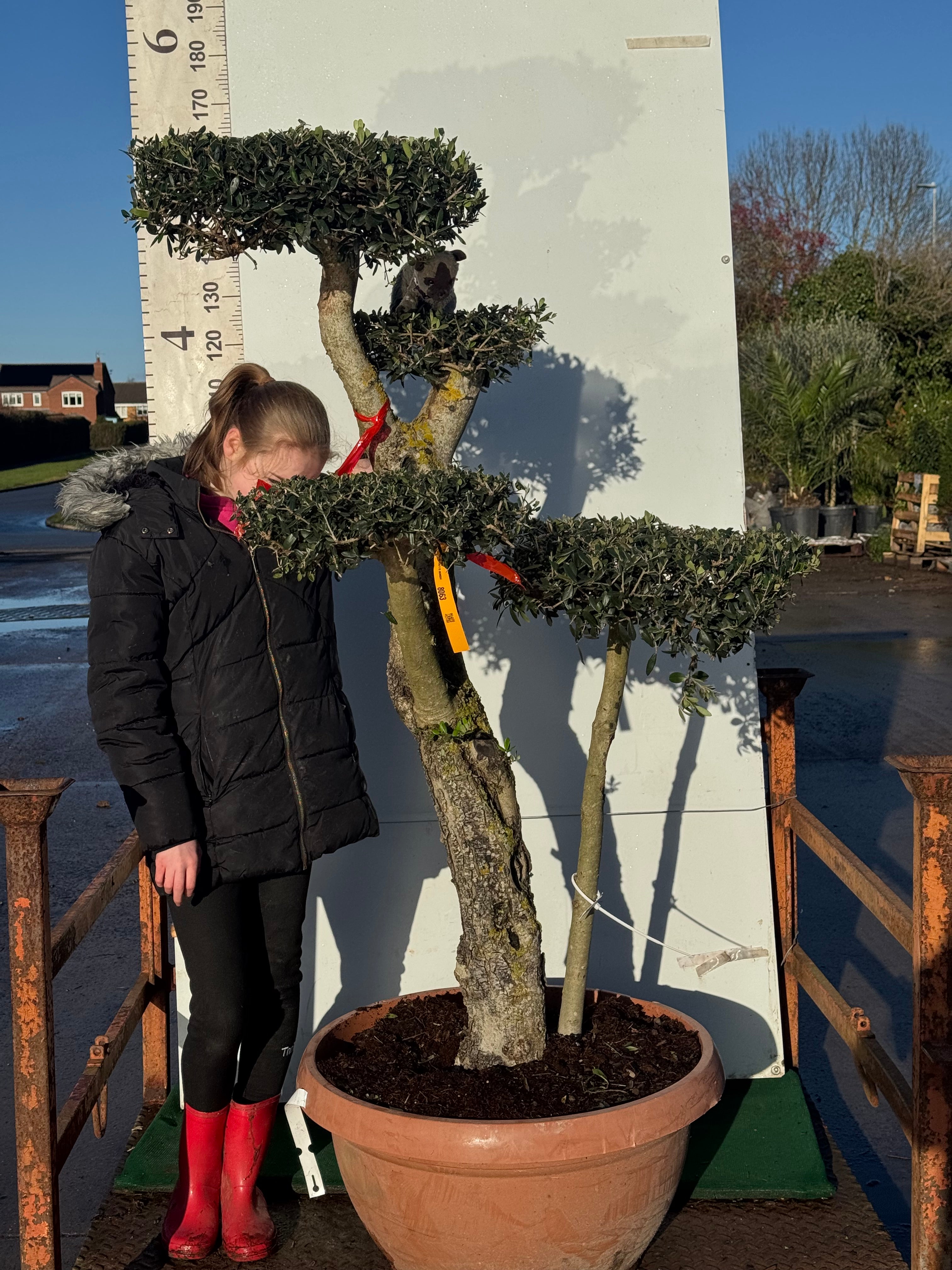 Plate Cut Bonsai Form Olive Tree 165cm (190cm including pot height)