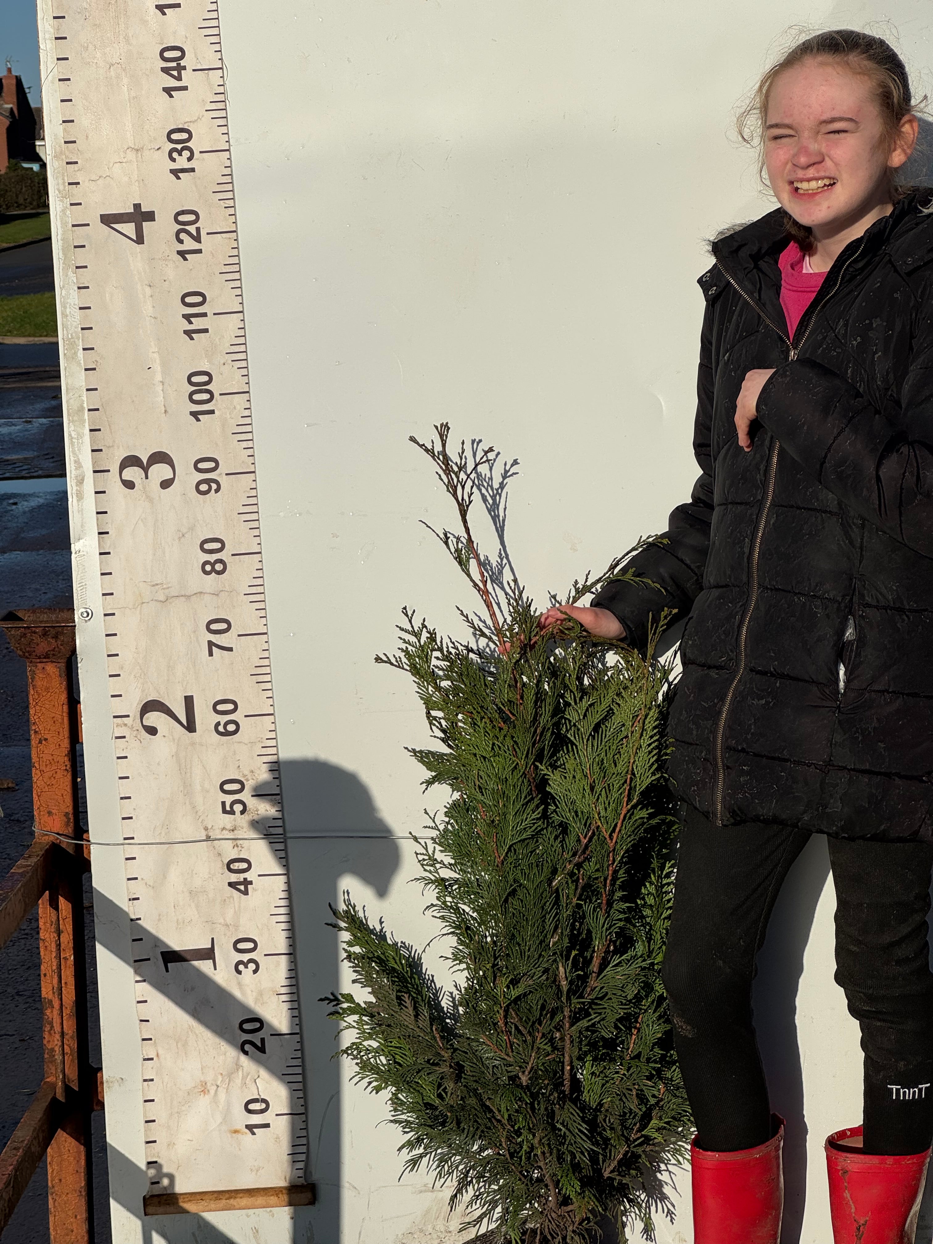 Thuja Plicata Atrovirens 80-100cm (Rootball)