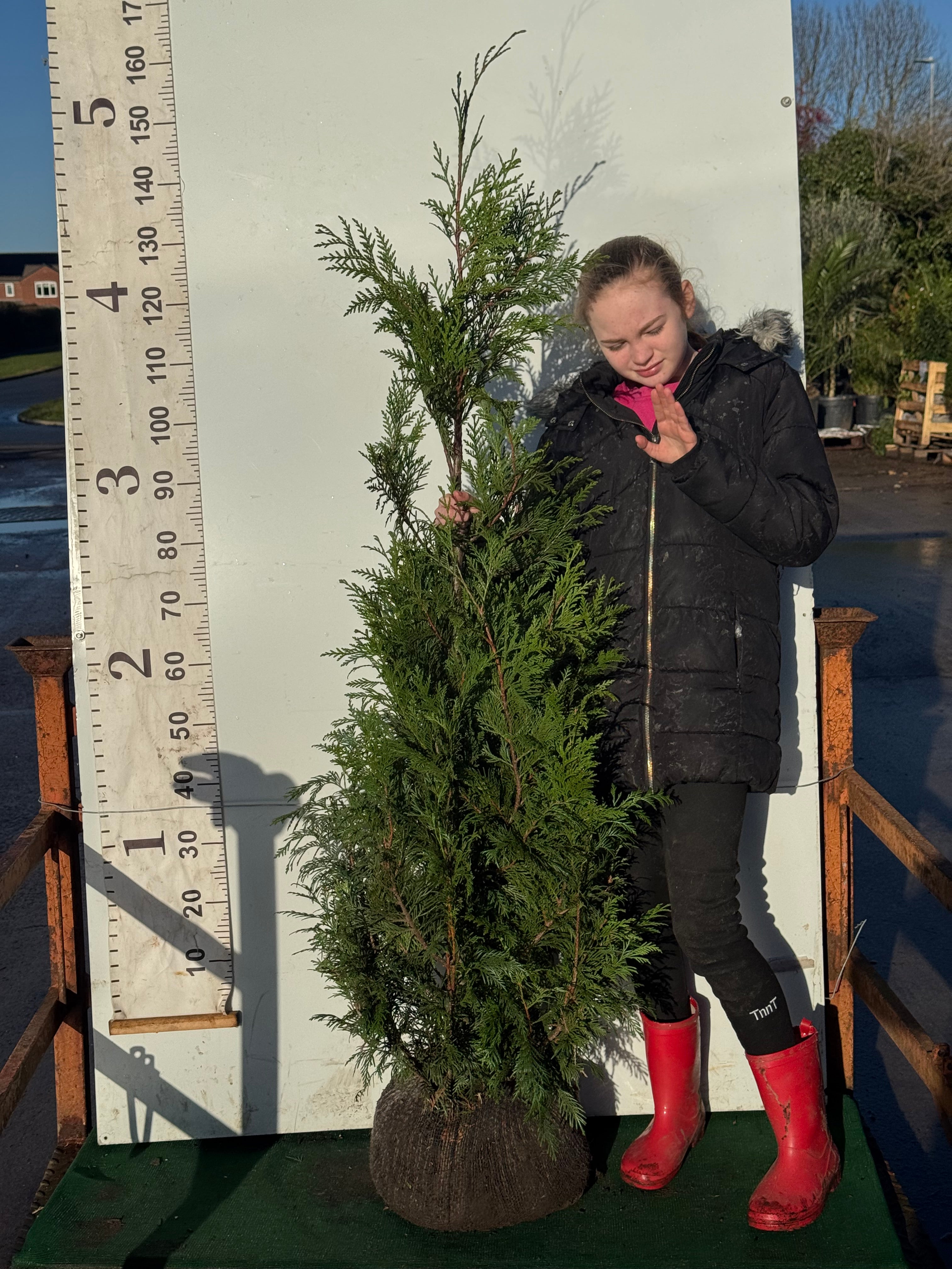 Thuja Plicata Atrovirens 120-150cm (Rootball)