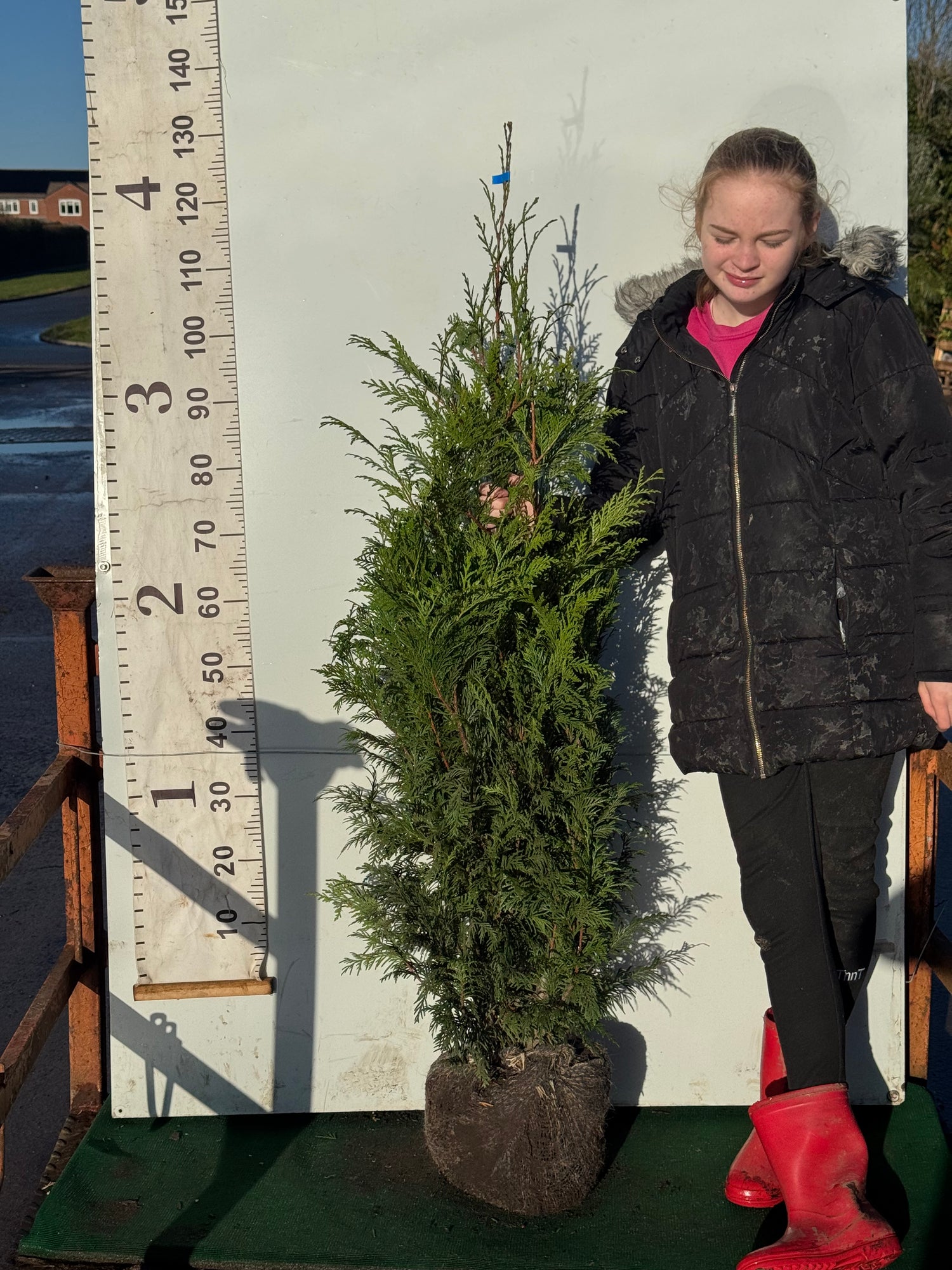 Thuja Plicata Atrovirens 100-120cm (Rootball)