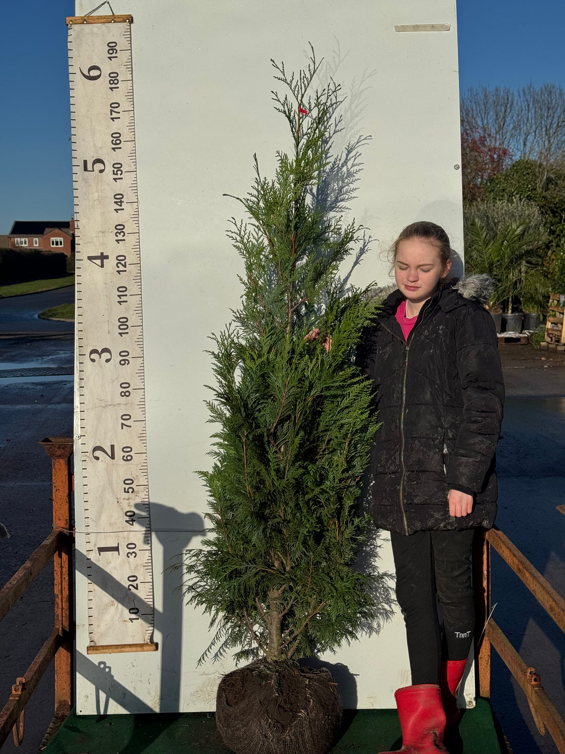 Thuja Plicata Atrovirens 150-175cm (Rootball)