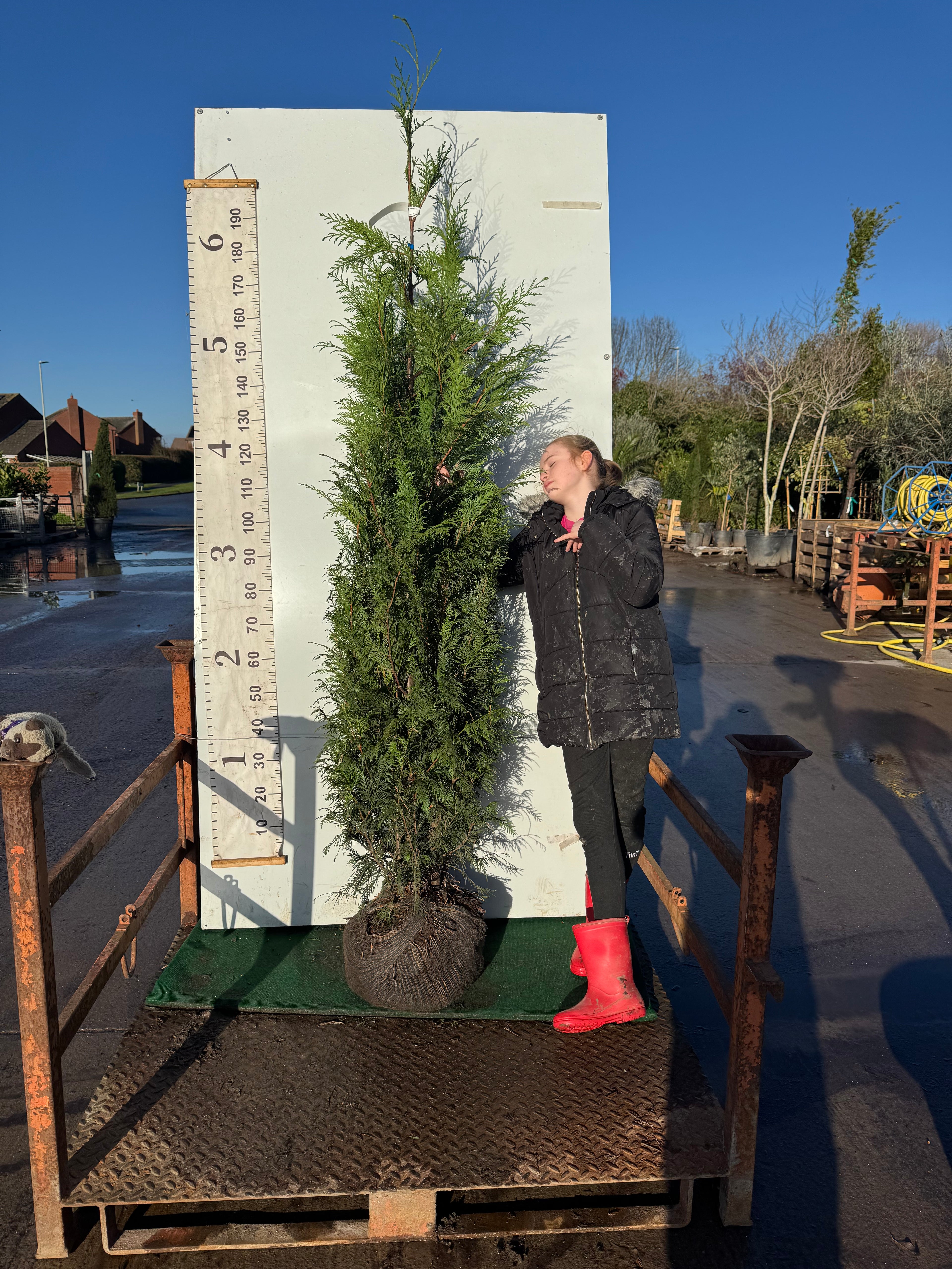 Thuja Plicata Atrovirens 175-200cm (Rootball)