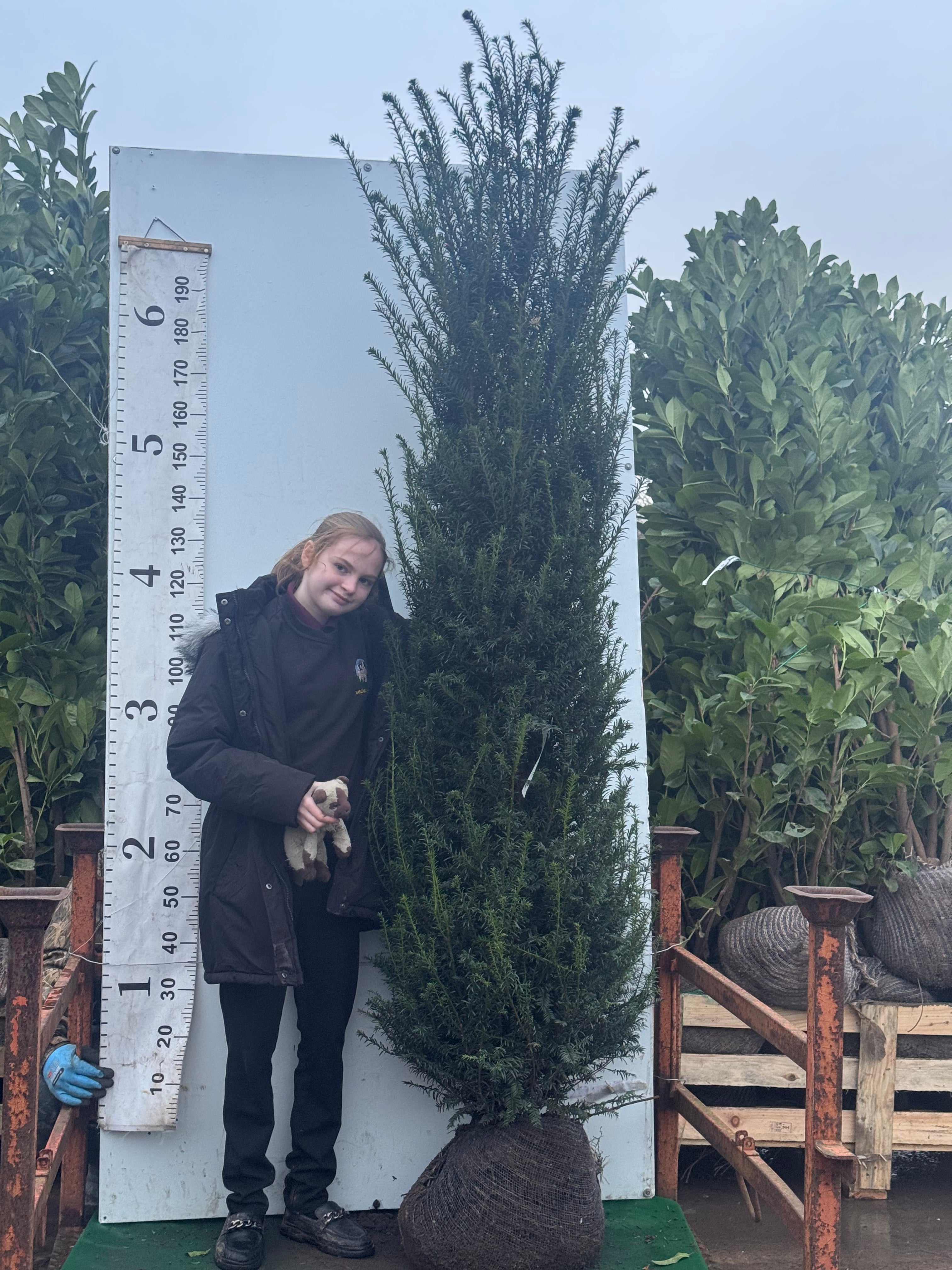 English Yew (Taxus Baccata) Rootball 200-225cm - Premium Instant Hedging