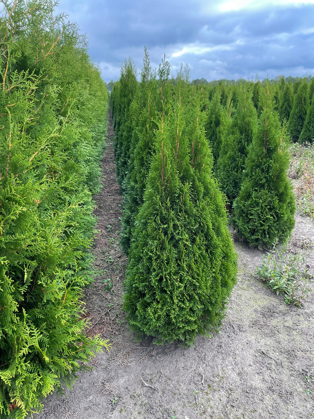 Thuja Occidentalis Smaragd 120-150cm (Rootball)