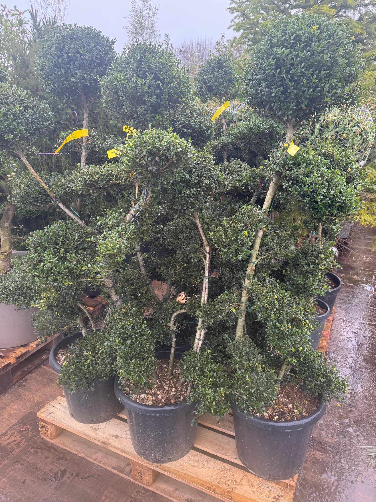 cloud tree bonsai Ilex Crenata Cloud Tree (Bonsai) 120-140cm Tall – Hedging Supplies