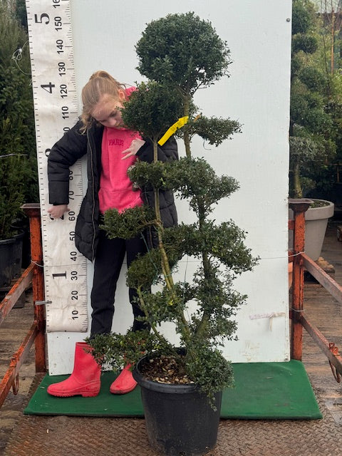 Ilex Crenata Cloud Tree (Bonsai) 120-140cm Tall