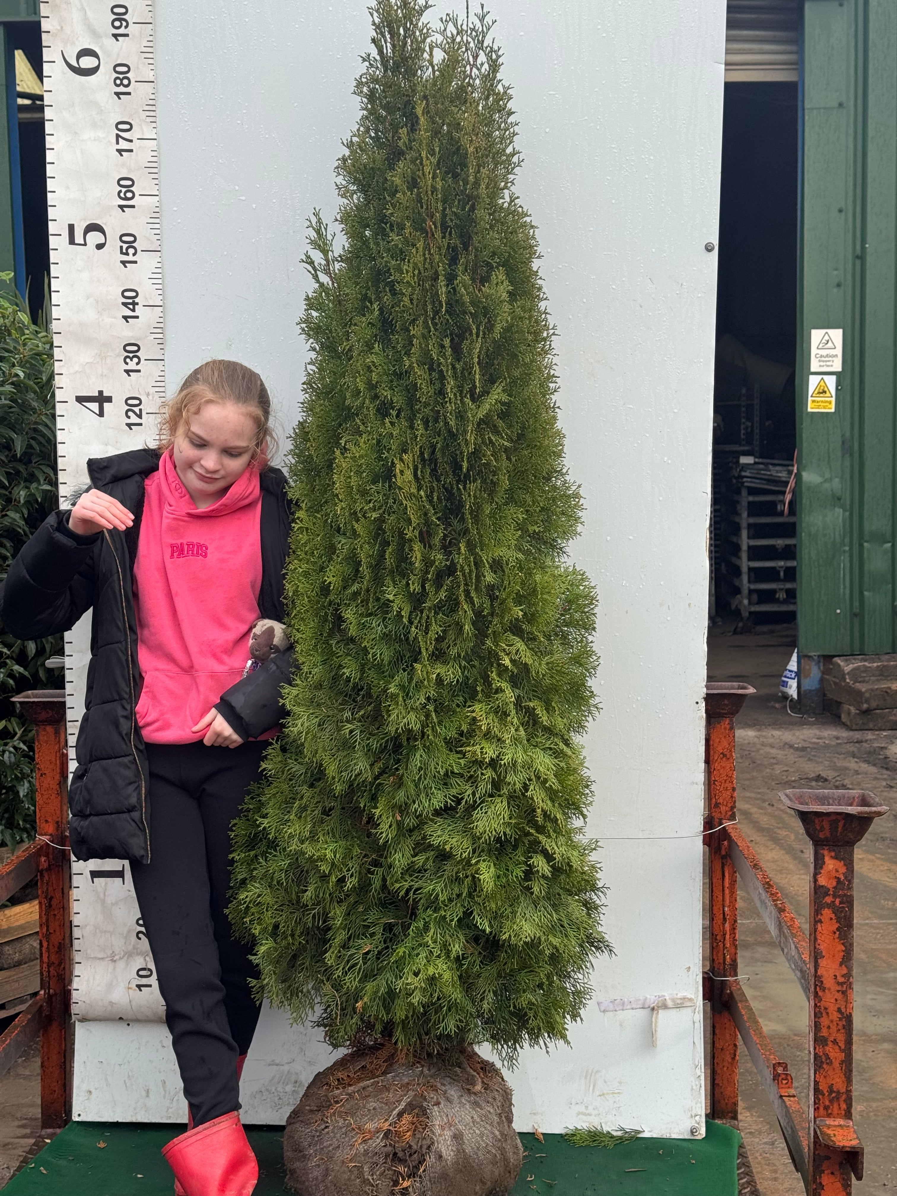 Thuja Occidentalis Smaragd 175-200cm (Rootball)