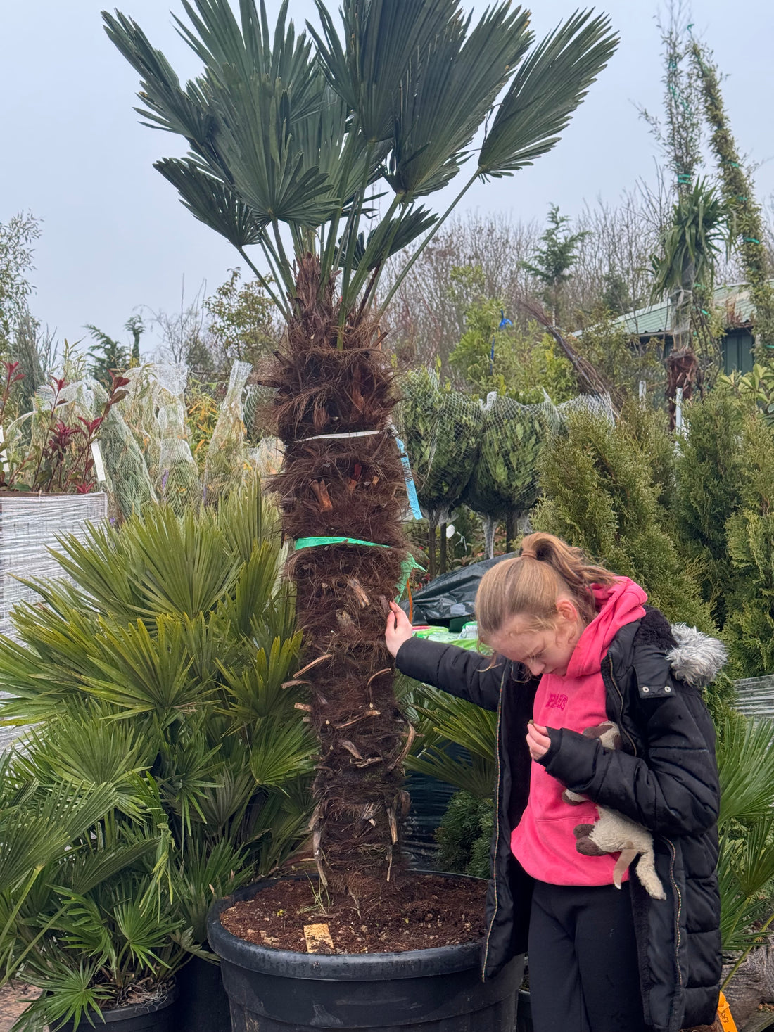 Trachycarpus Wagnerianus 200cm tall | Stem 120-140cm | 150lt Pot