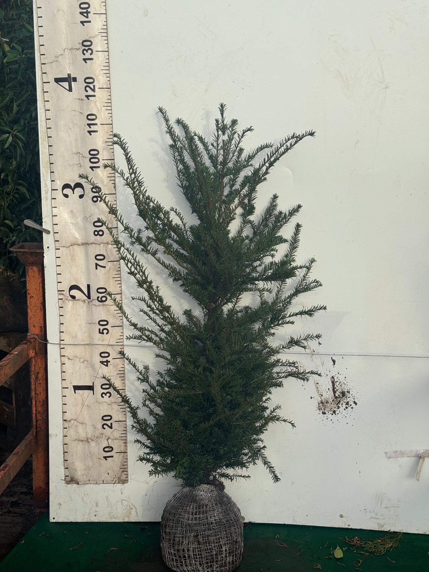 English Yew (Taxus Baccata) Rootball 100-120cm - Premium Instant Hedging