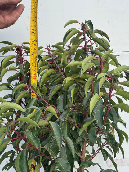 Portuguese Laurel (Prunus Lusitanica) Rootball 40-60cm - Premium Quality