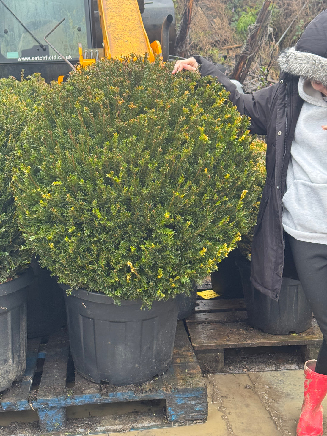 Taxus (Yew) Ball | 80-100cm Diameter | Freshly Potted