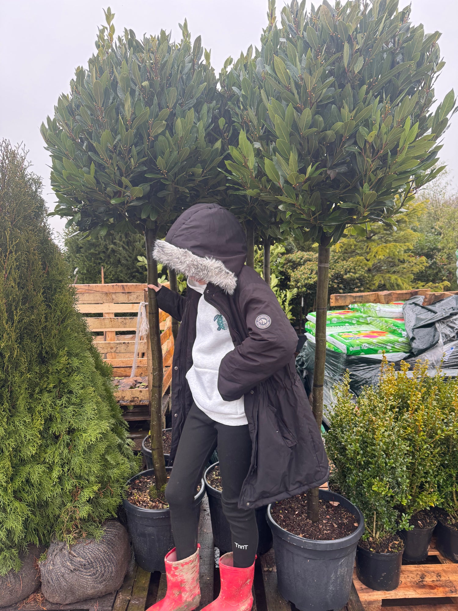 Bay Tree (Laurus Nobilis) 1/2 Std | 110cm Stem, 12/14cm Girth | 70-80cm Head