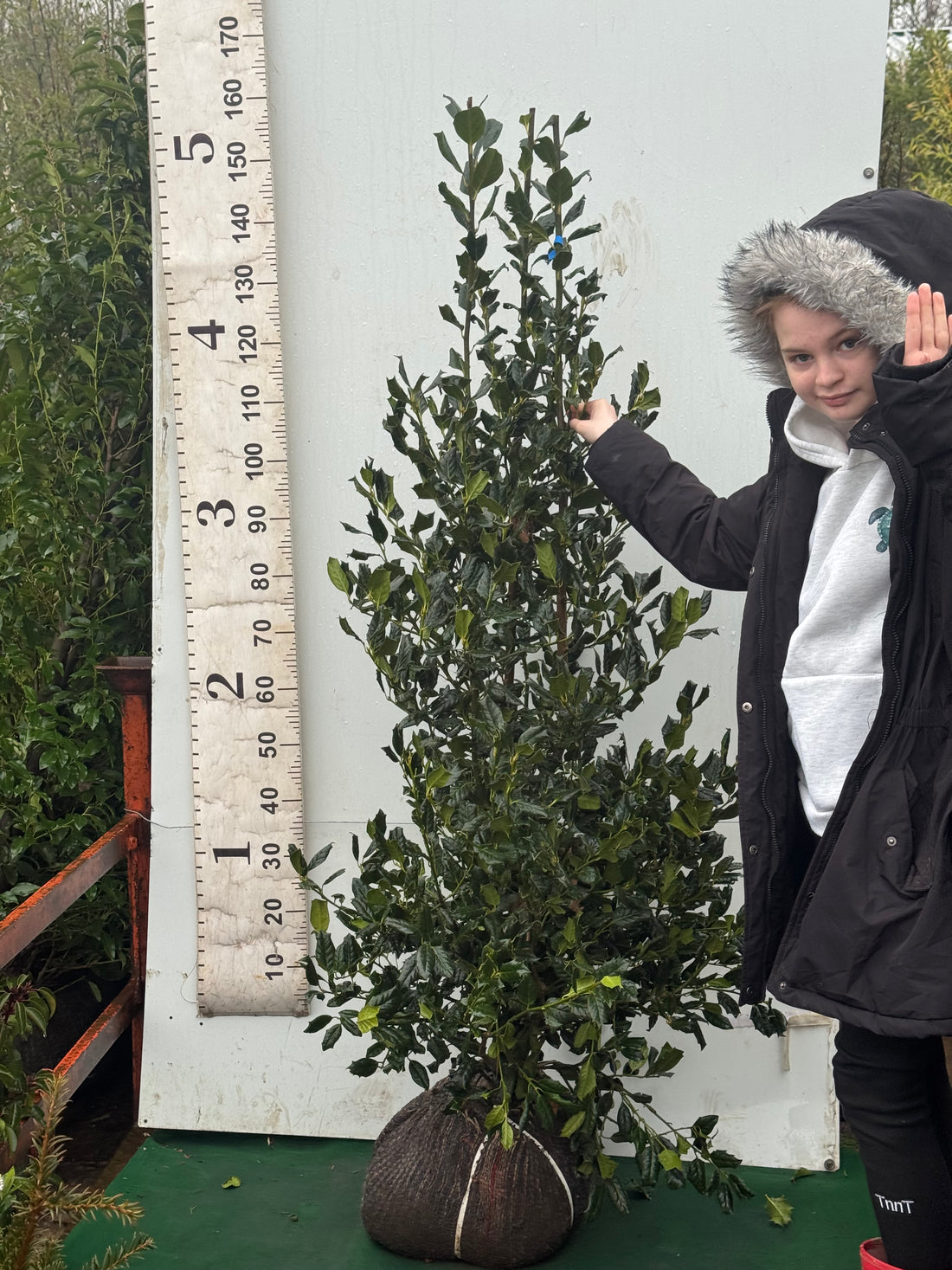 Ilex Nellie Stevens 1.2-1.5m - Nellie Stevens Holly