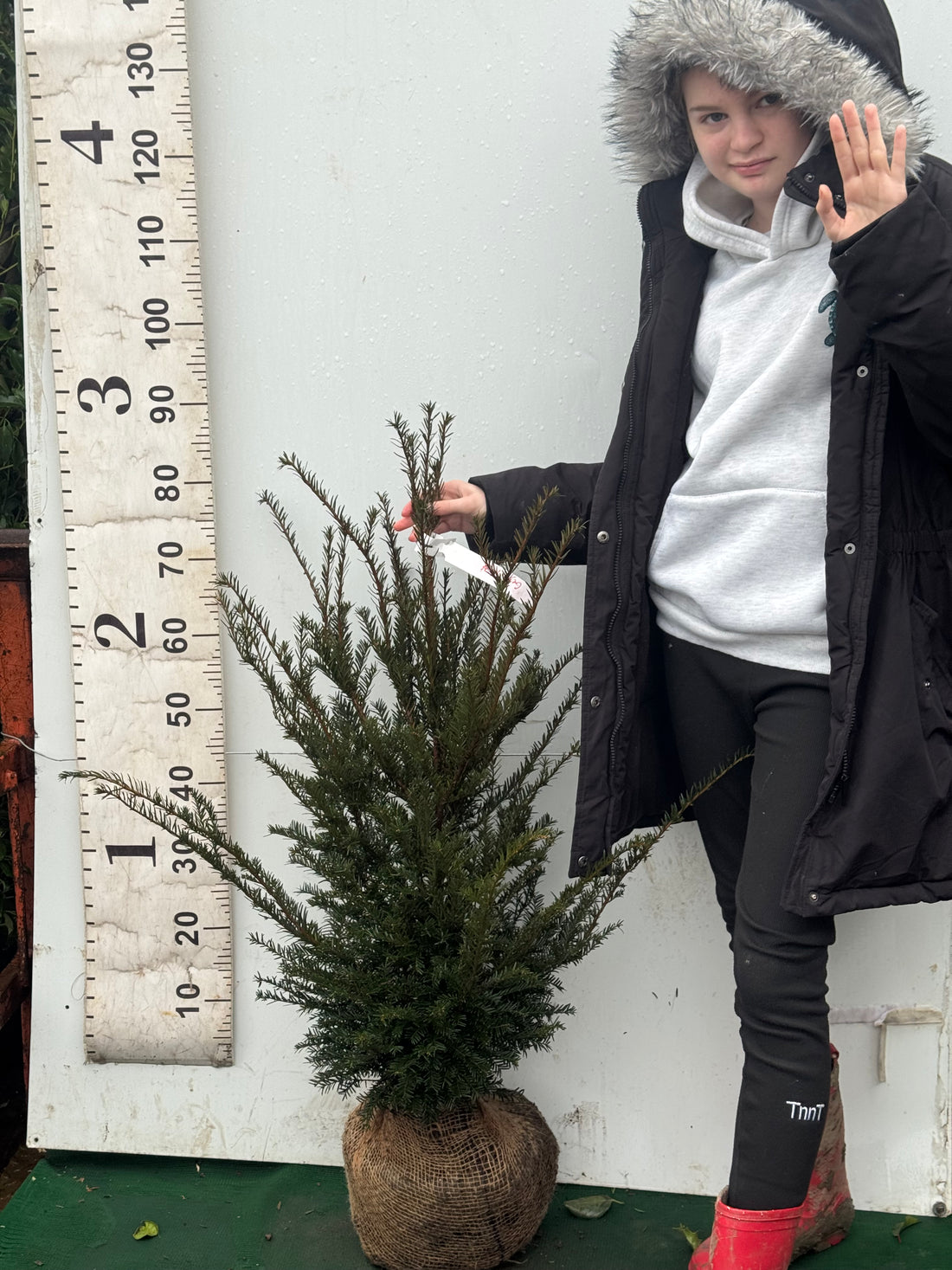 English Yew (Taxus Baccata) Rootball 60-80cm - Premium Instant Hedging