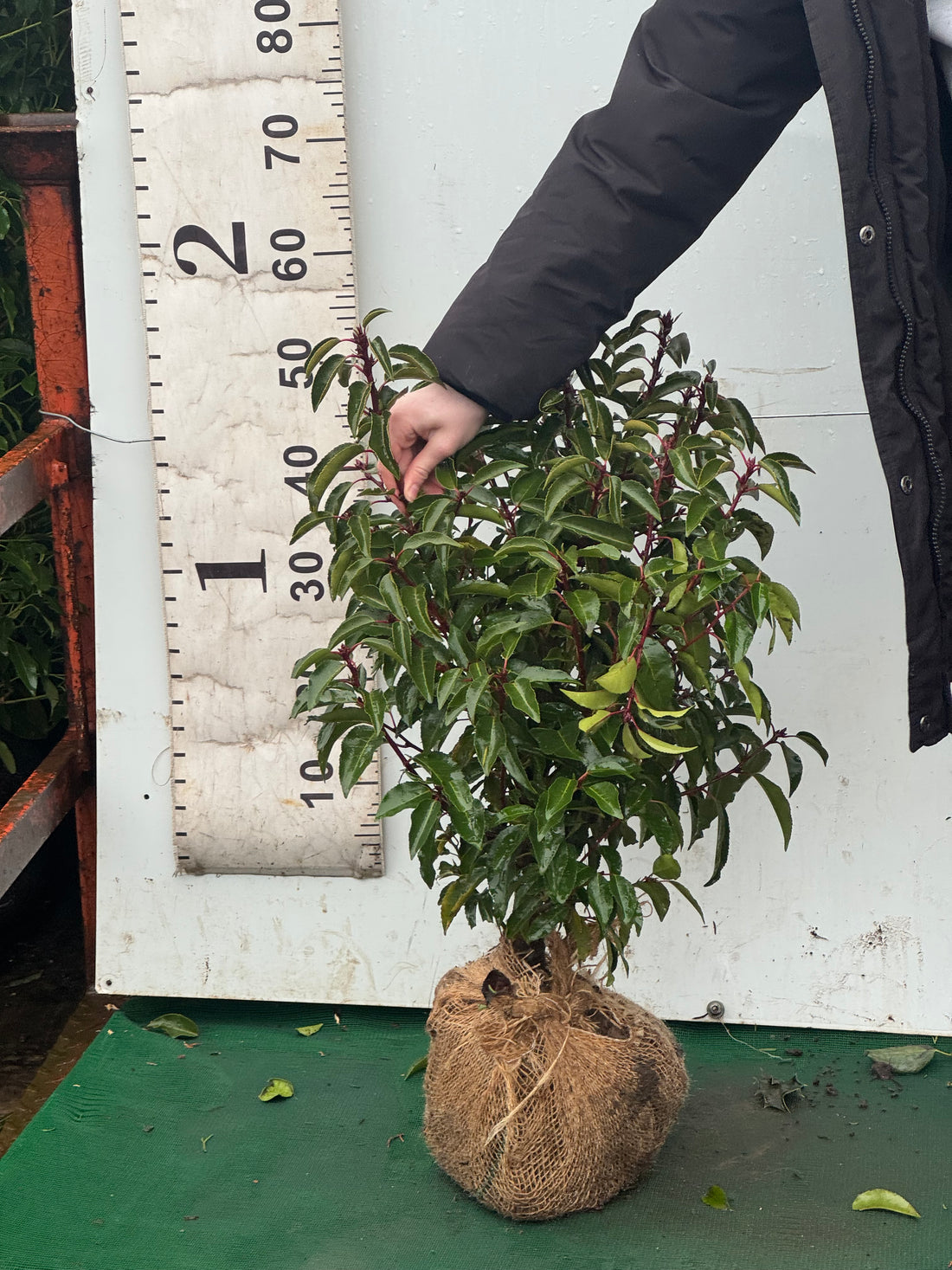 Portuguese Laurel (Prunus Lusitanica) Rootball 40-60cm - Premium Quality