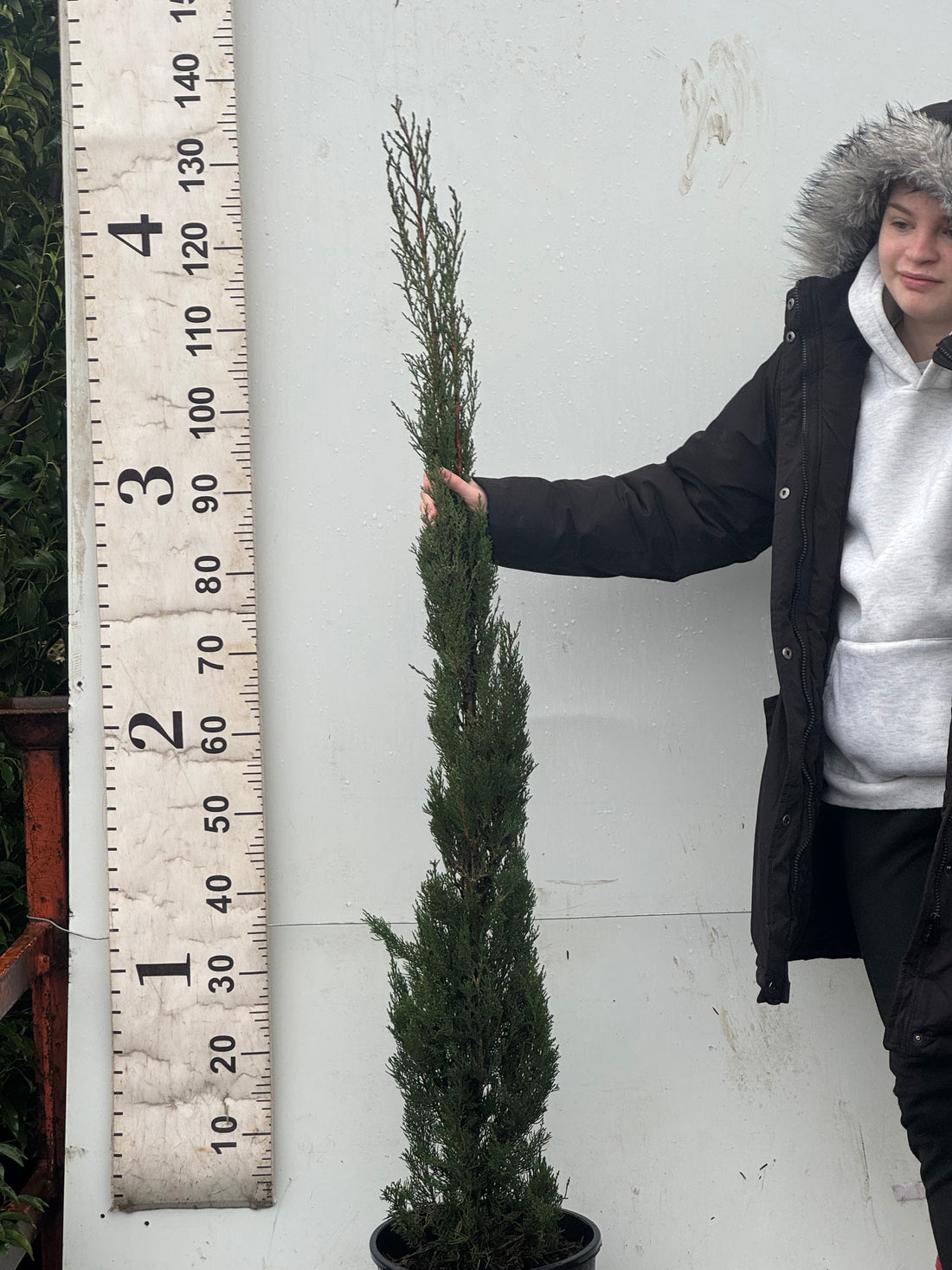 Italian Cypress Tree (Cupressus Semp. Pyramidalis) 100-120cm