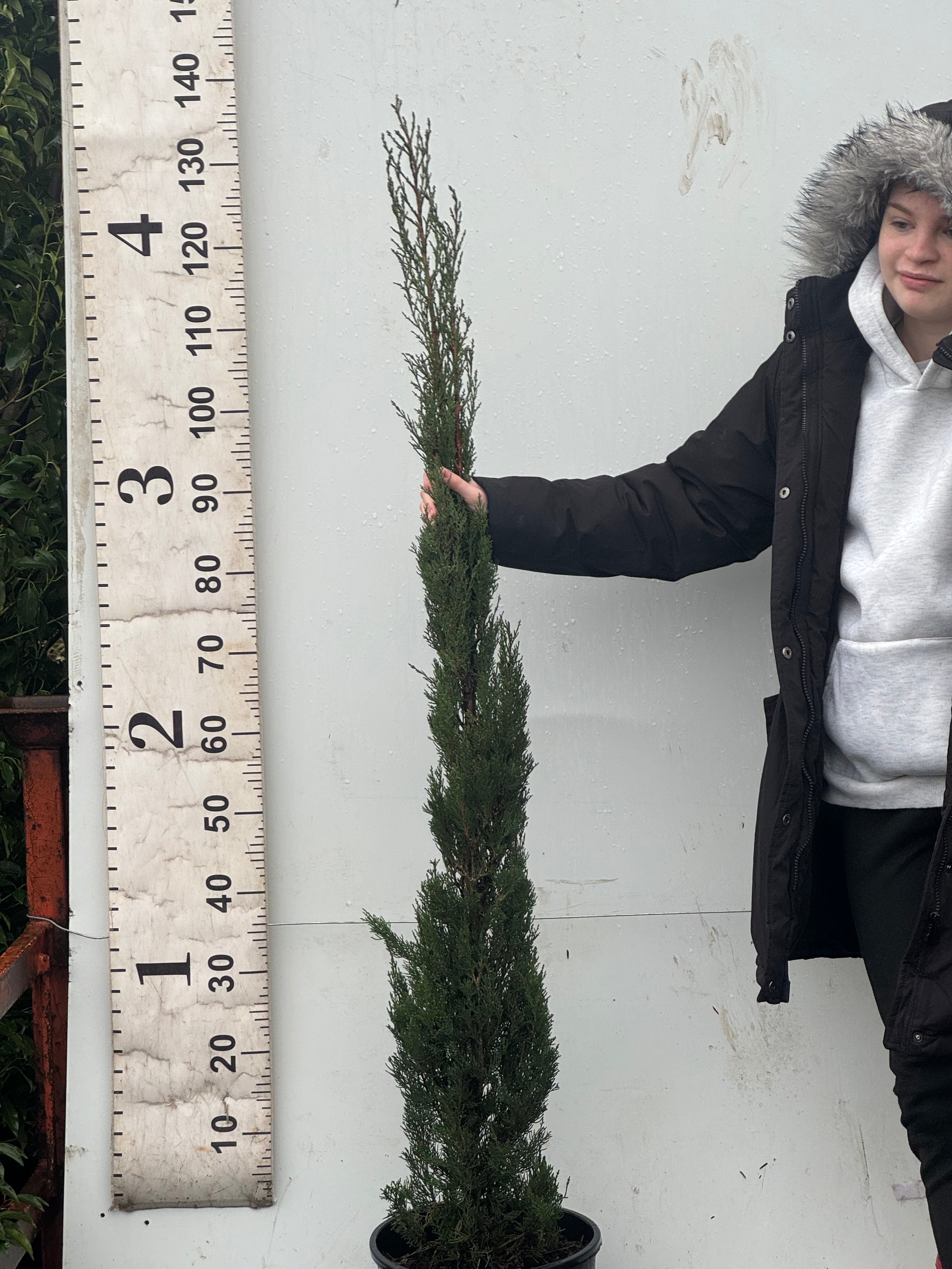 Italian Cypress Tree (Cupressus Semp. Pyramidalis) 100-120cm