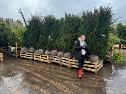 English Yew (Taxus Baccata) Rootball 200-225cm - Premium Quality, Unbeatable Price (Pre-Order Only - 10% Deposit)