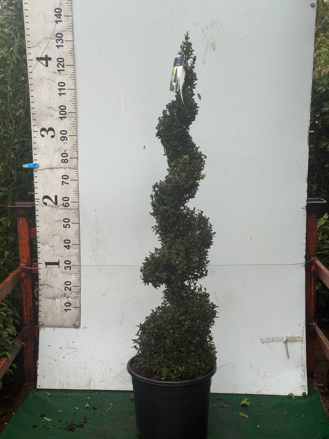 Buxus sempervirens Spiral 130-140cm Tall