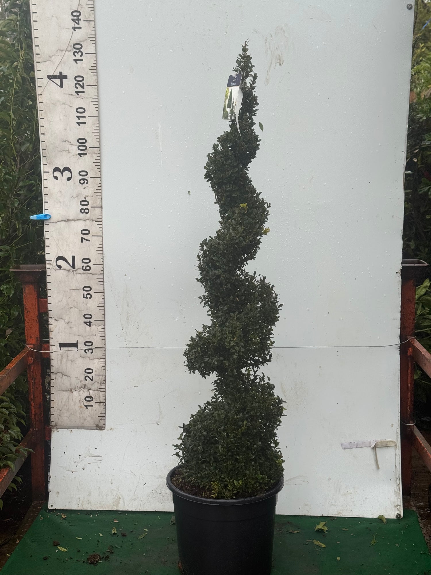 Buxus sempervirens Spiral 130-140cm Tall