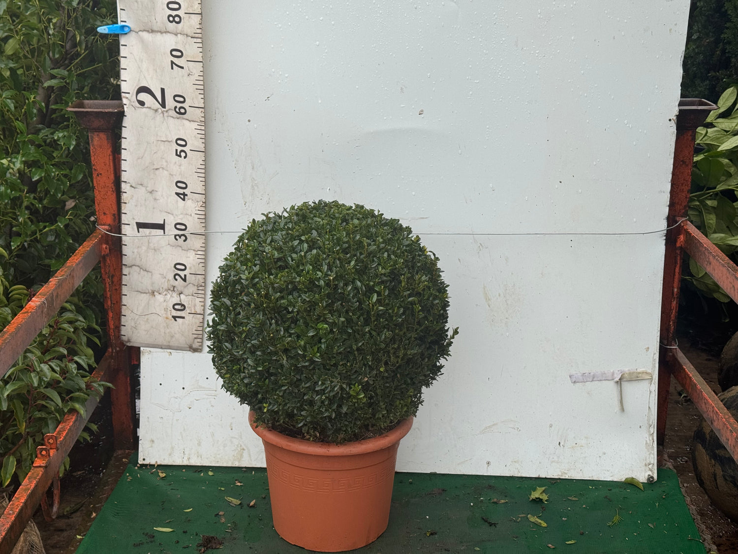 Buxus sempervirens Ball 40-45cm Diameter