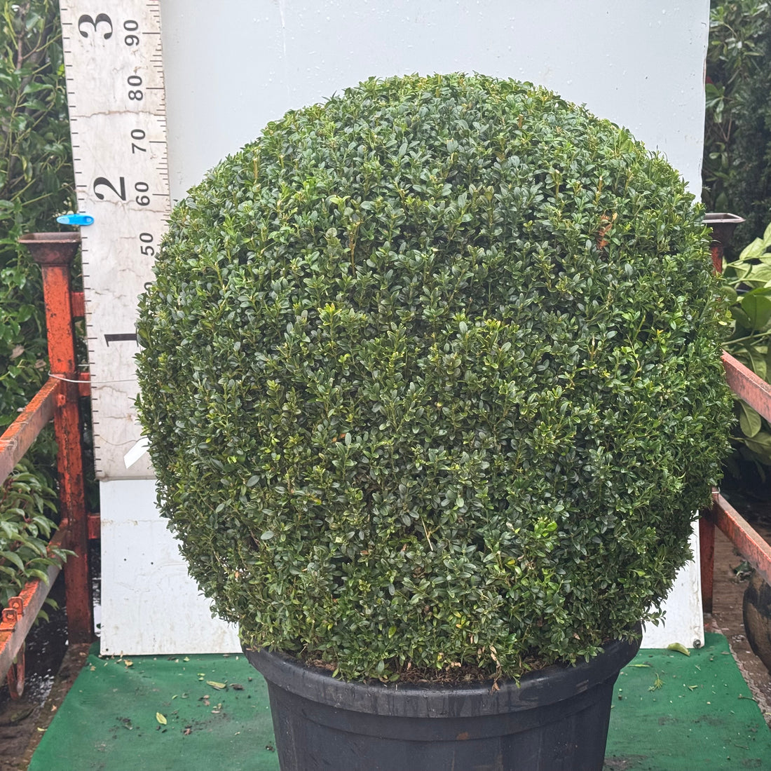 Buxus sempervirens Ball 80-85cm Diameter