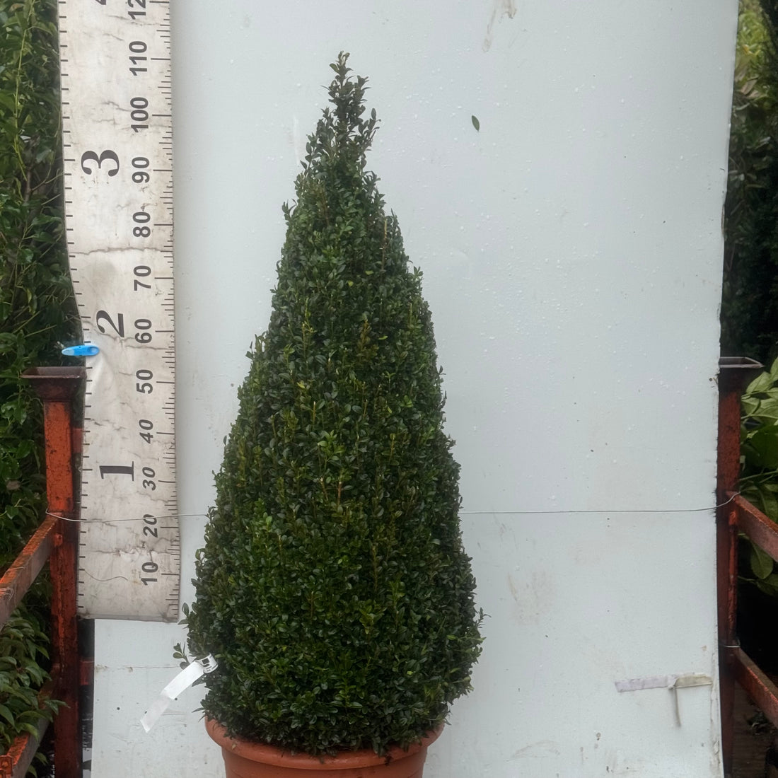 Buxus sempervirens Cone 110-120cm Tall
