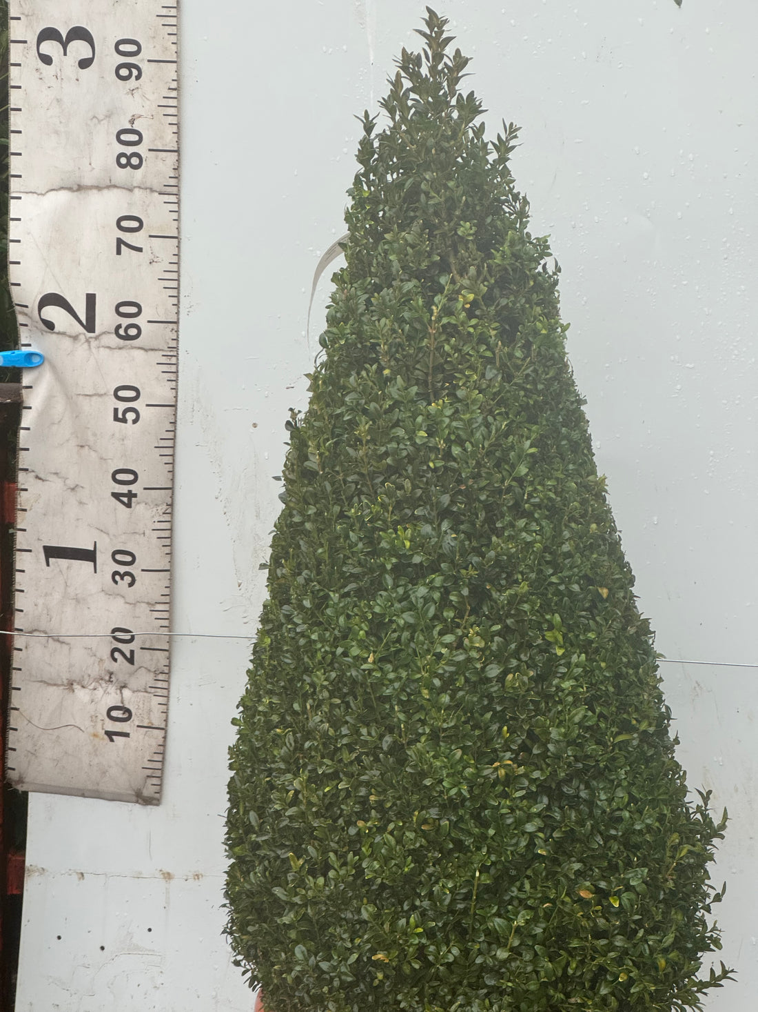 Buxus sempervirens Cone 90-100cm Tall