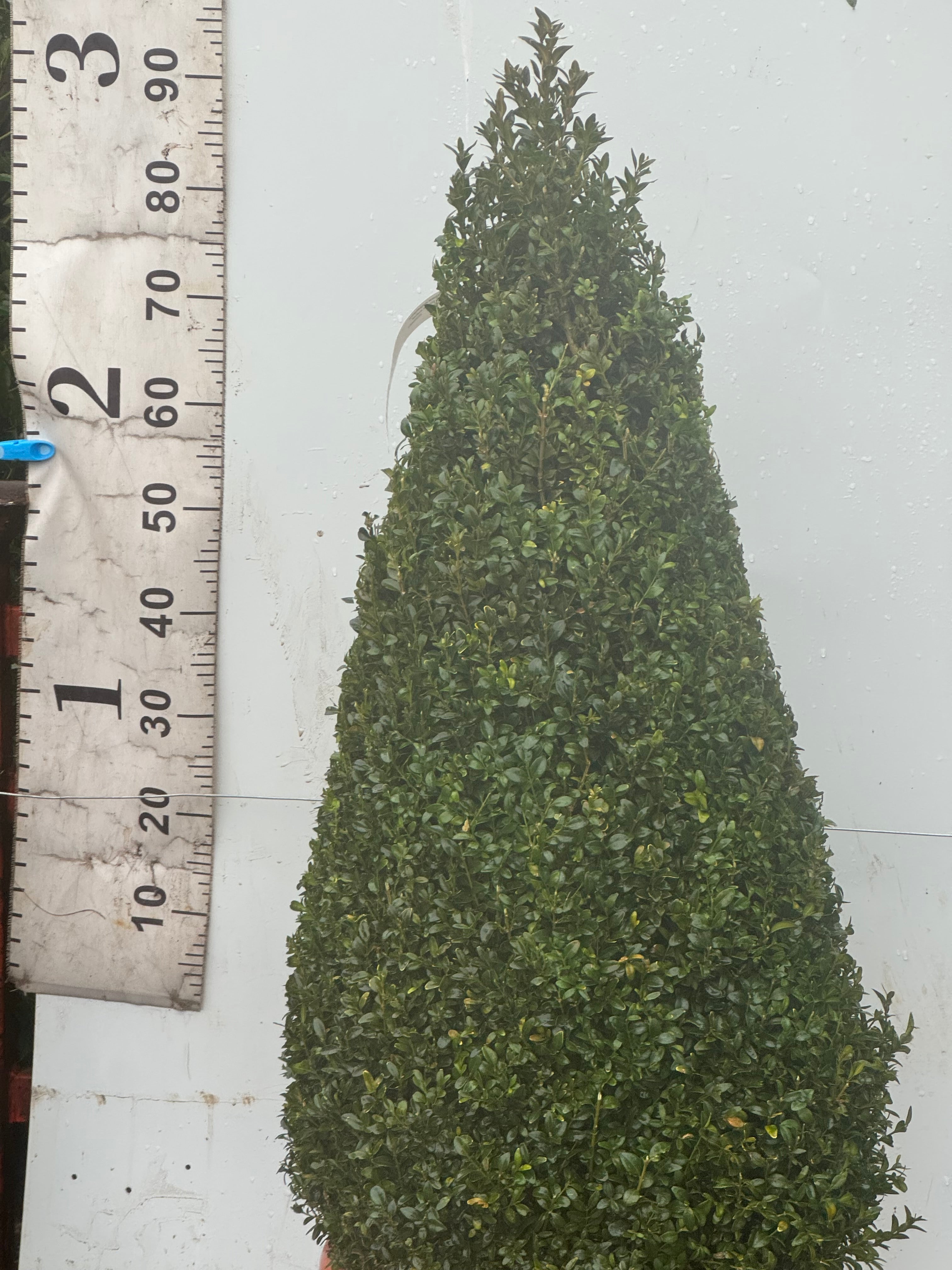 Buxus sempervirens Cone 90-100cm Tall