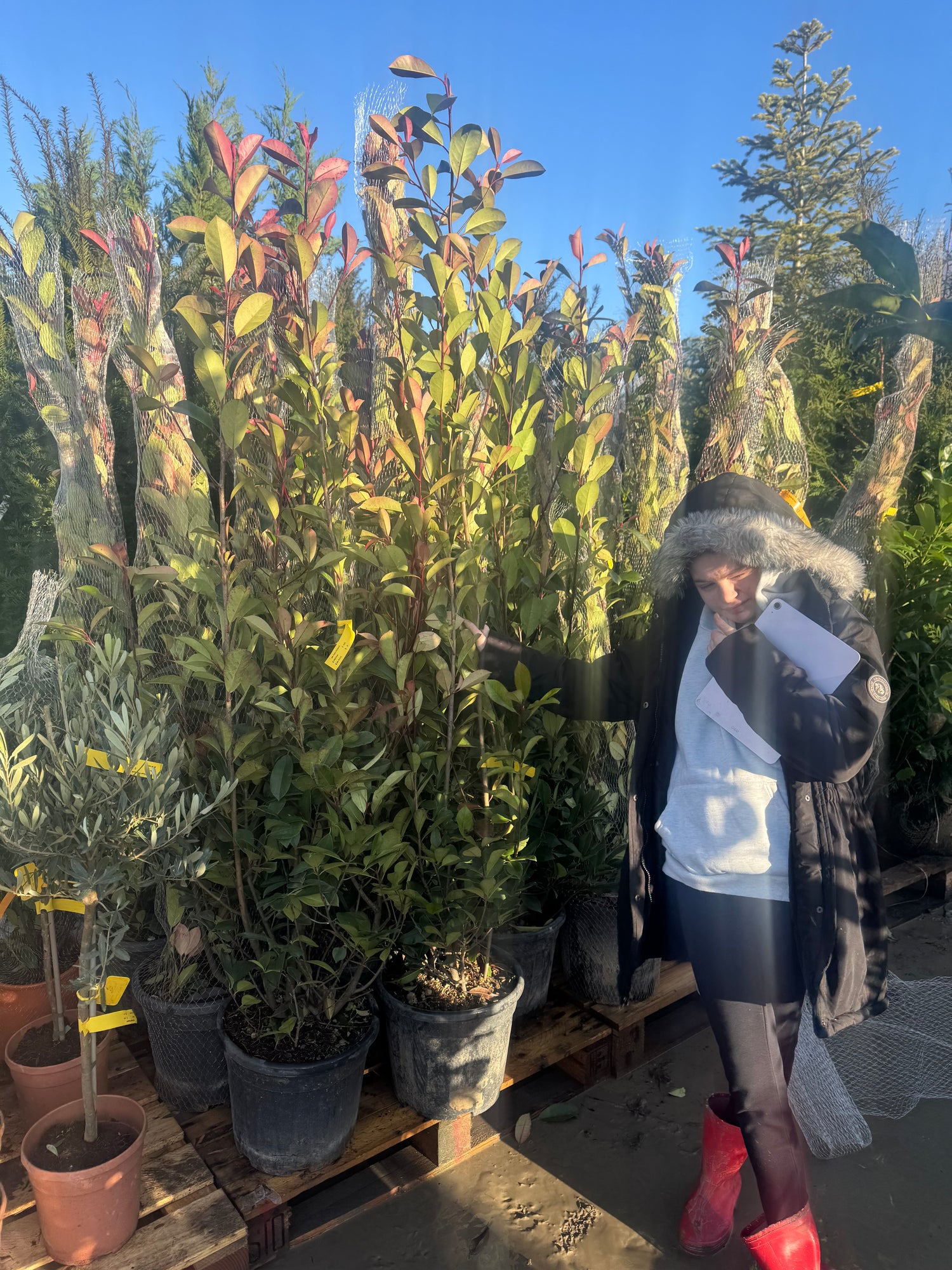 Photinia Red Robin 150-180cm 18lt