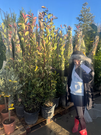 Photinia Red Robin 150-180cm 18lt