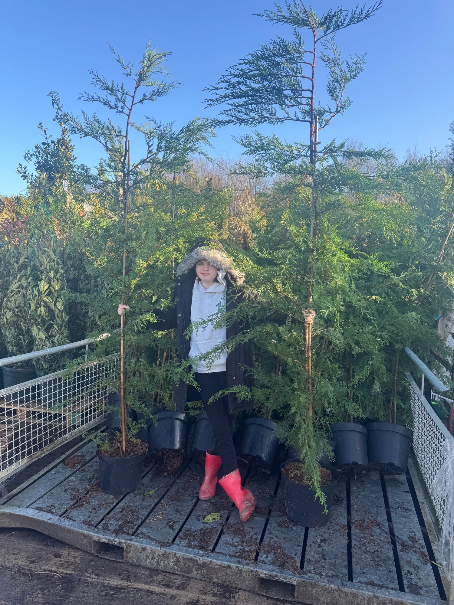 Leylandii Green (Cupressocyparis Leylandii) 180-200cm 15lt