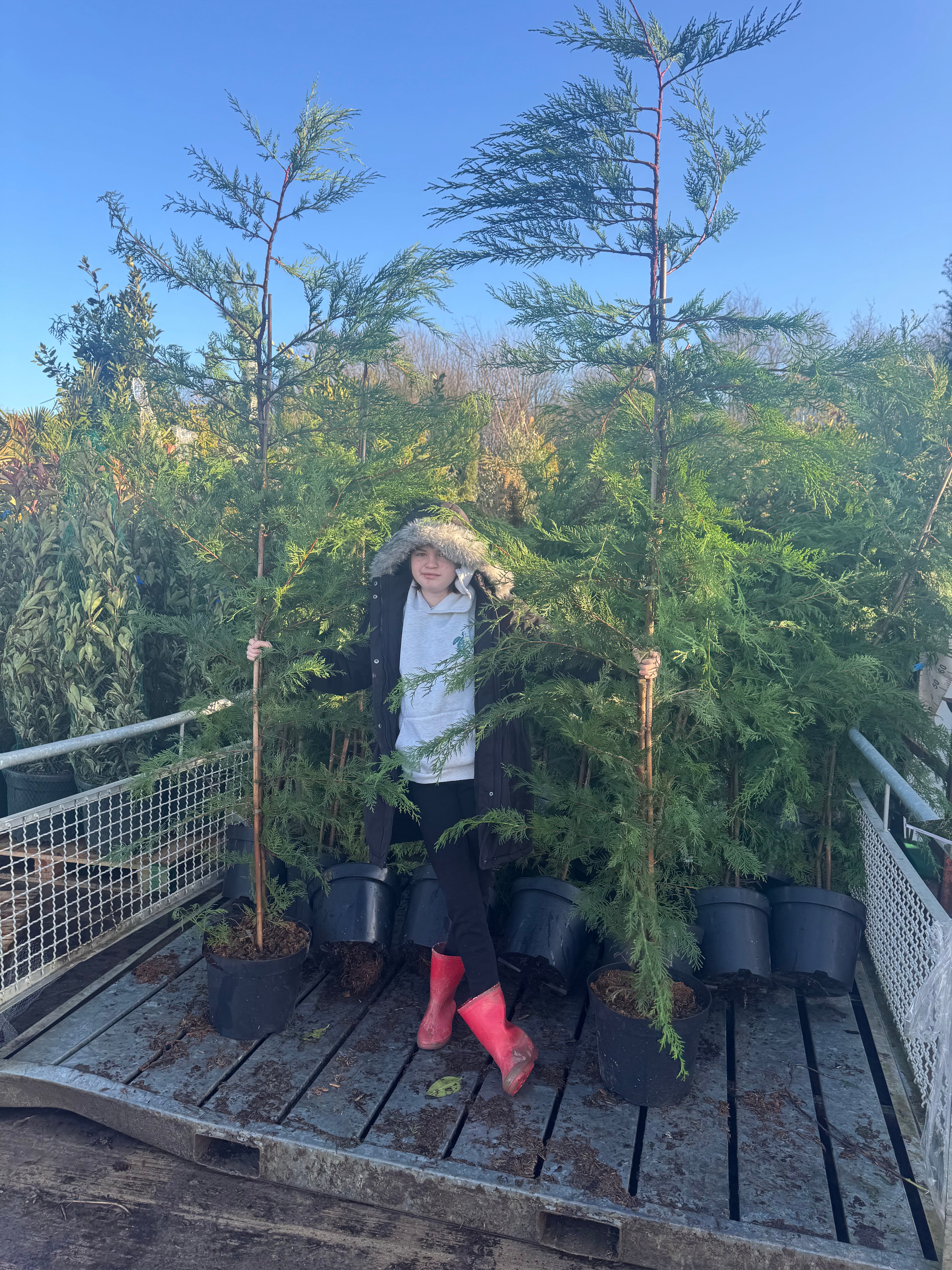 Leylandii Green (Cupressocyparis Leylandii) 180-200cm 15lt