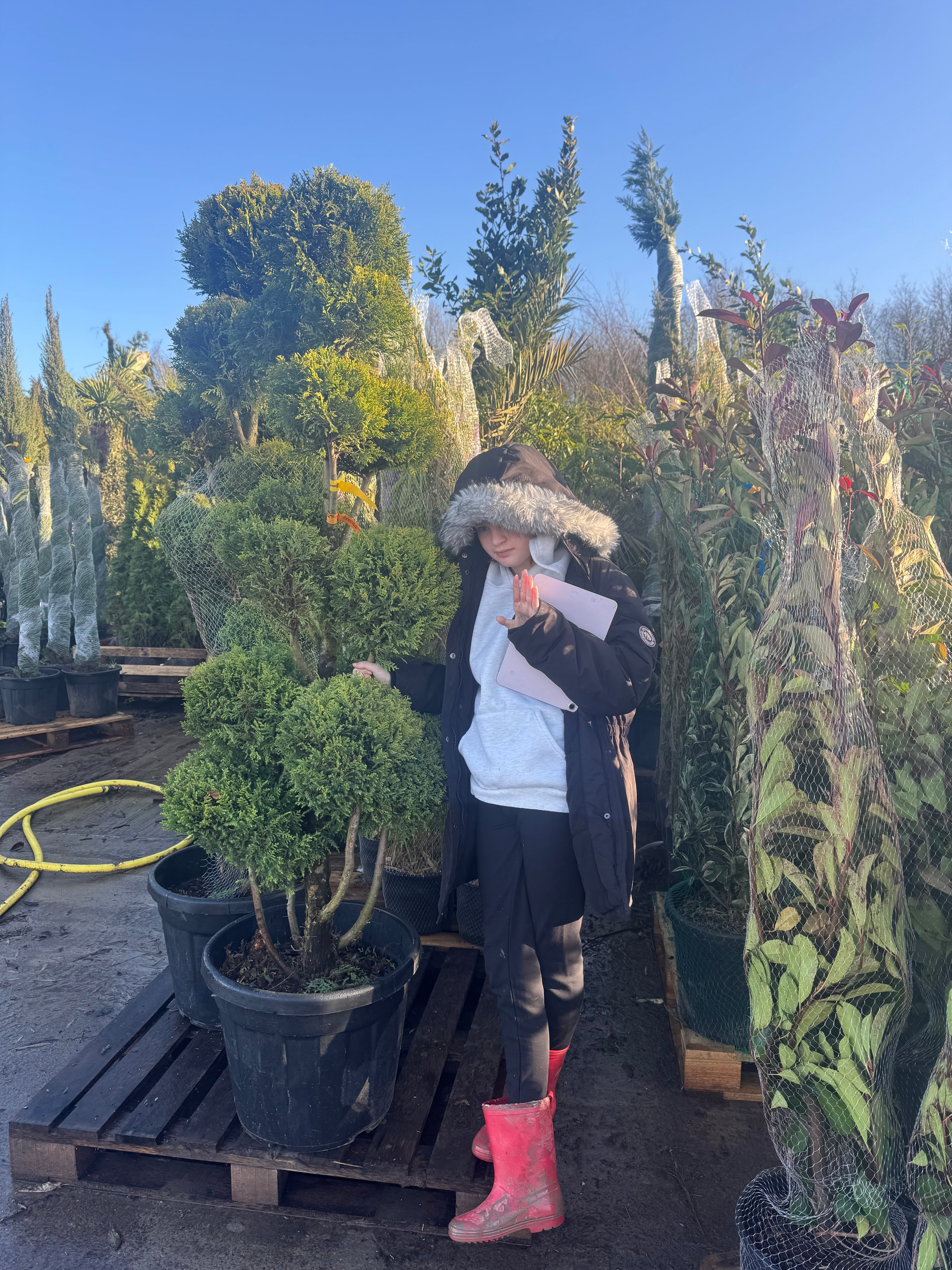 Golden Leylandii (Cupr. Castlewellan Gold) Pom Pom 220cm Tall