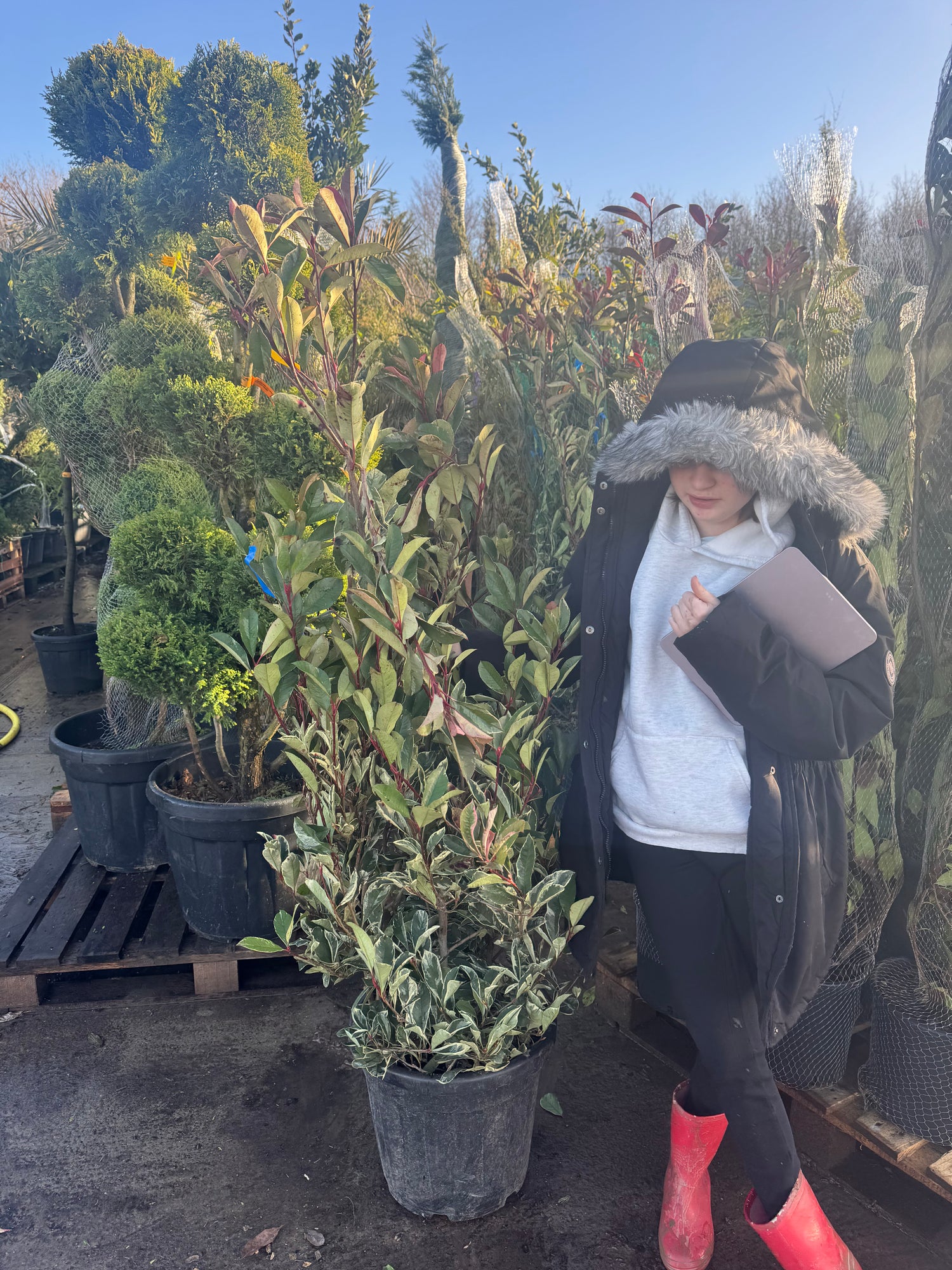 Photinia Pink Marble 120-150cm