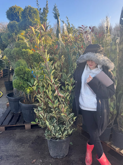 Photinia Pink Marble 120-150cm