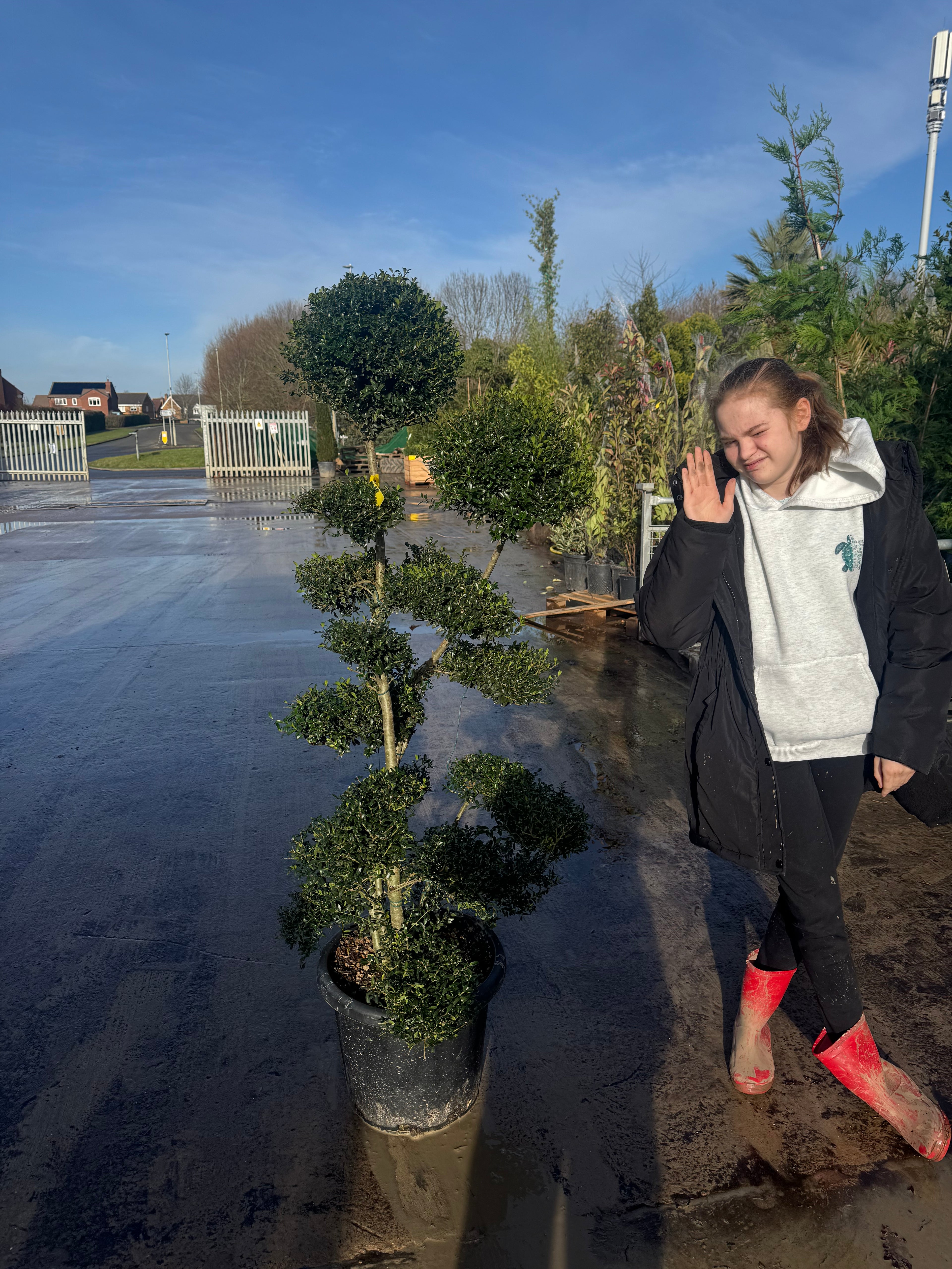 Ilex Crenata Cloud Tree (Bonsai) 120-140cm Tall