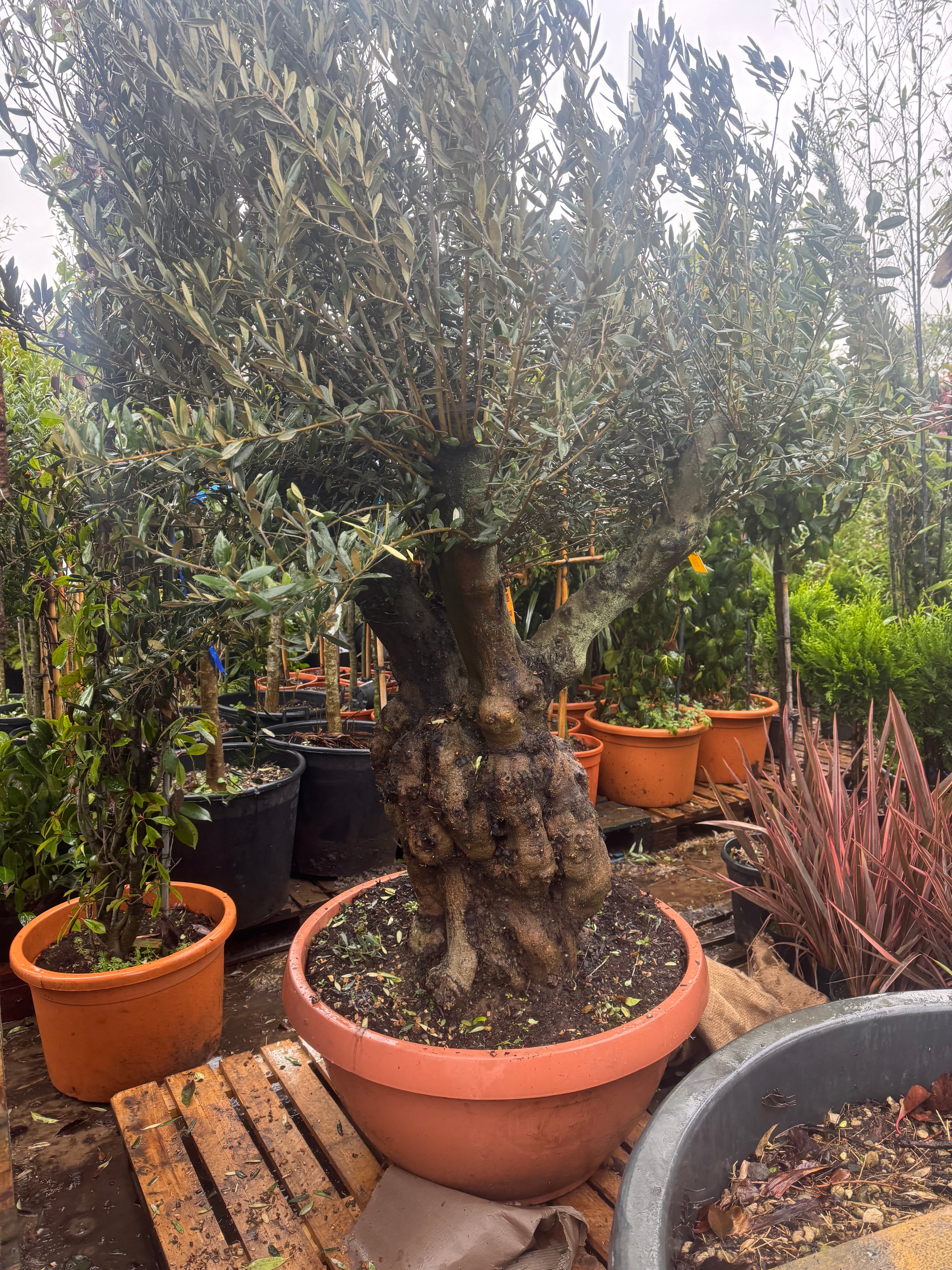 Olive Tree (Bonsai Style) | 150-180cm Tall | Girth approx. 80cm