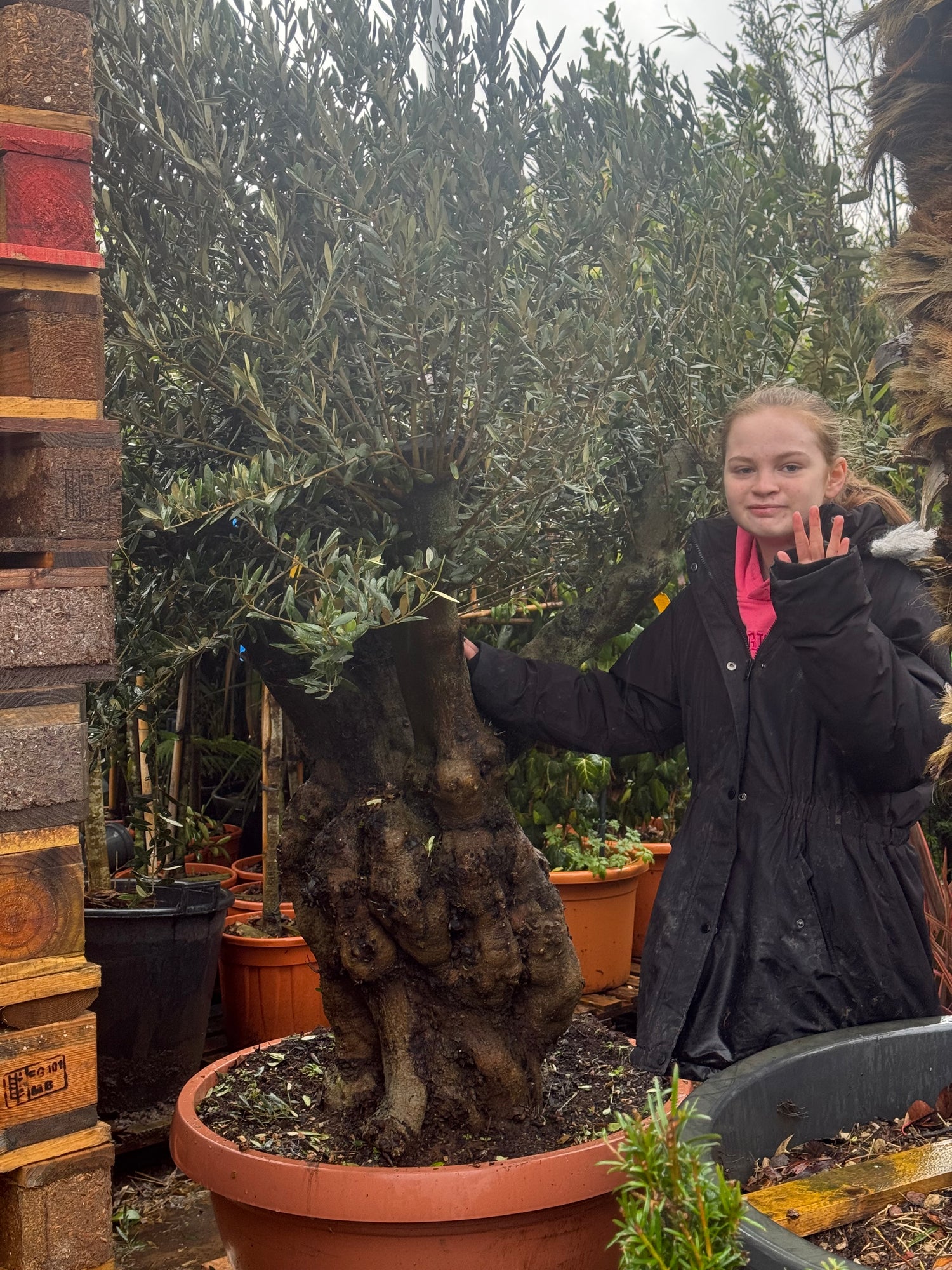 Olive Tree (Bonsai Style) | 150-180cm Tall | Girth approx. 80cm