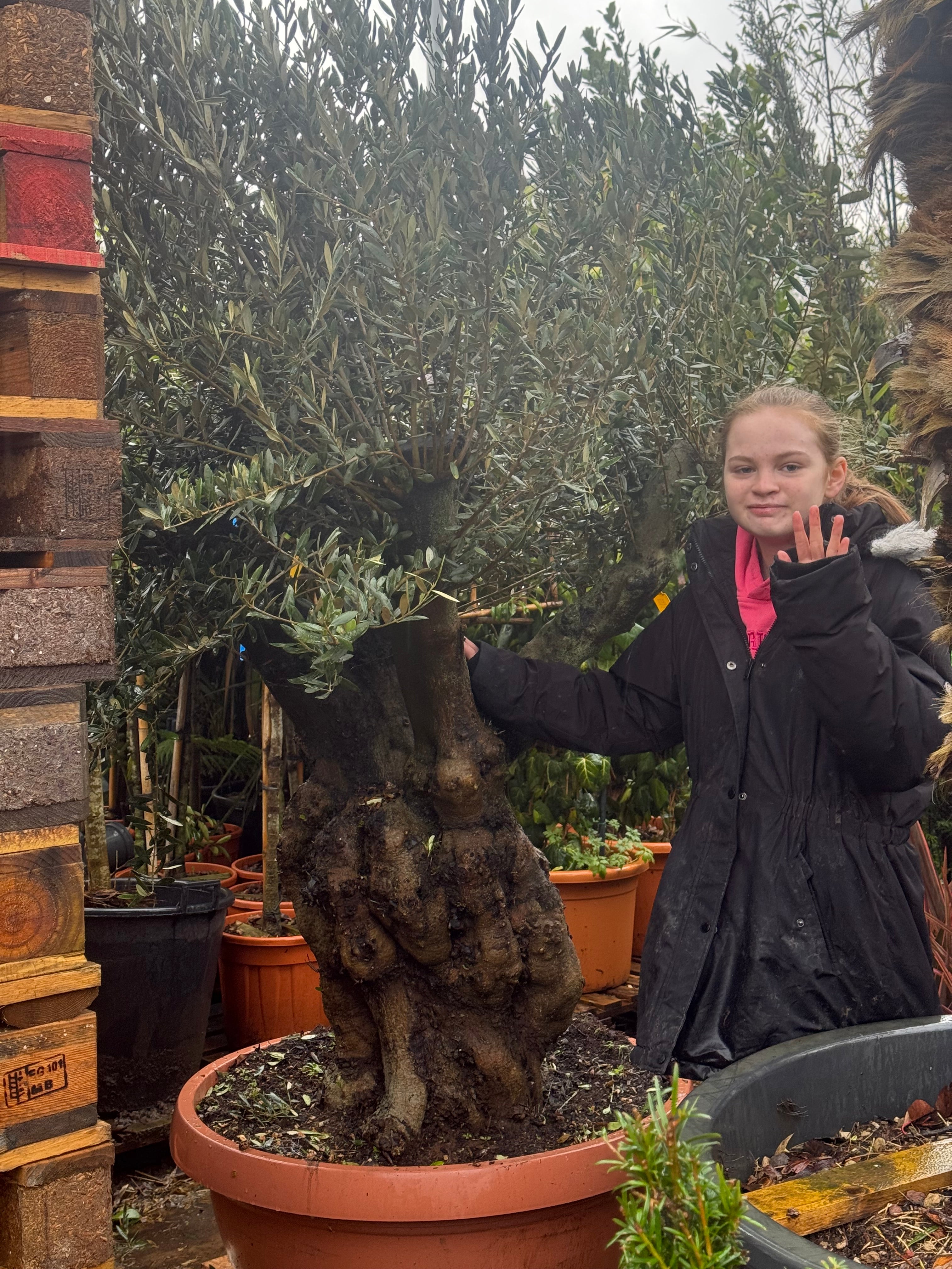 Olive Tree (Bonsai Style) | 150-180cm Tall | Girth approx. 80cm