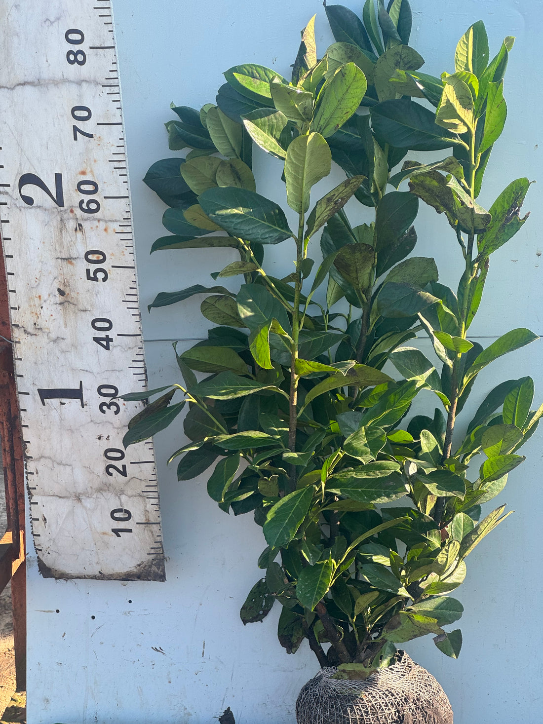 Cherry Laurel Rootball 60-80cm - Premium Quality, Unbeatable Price
