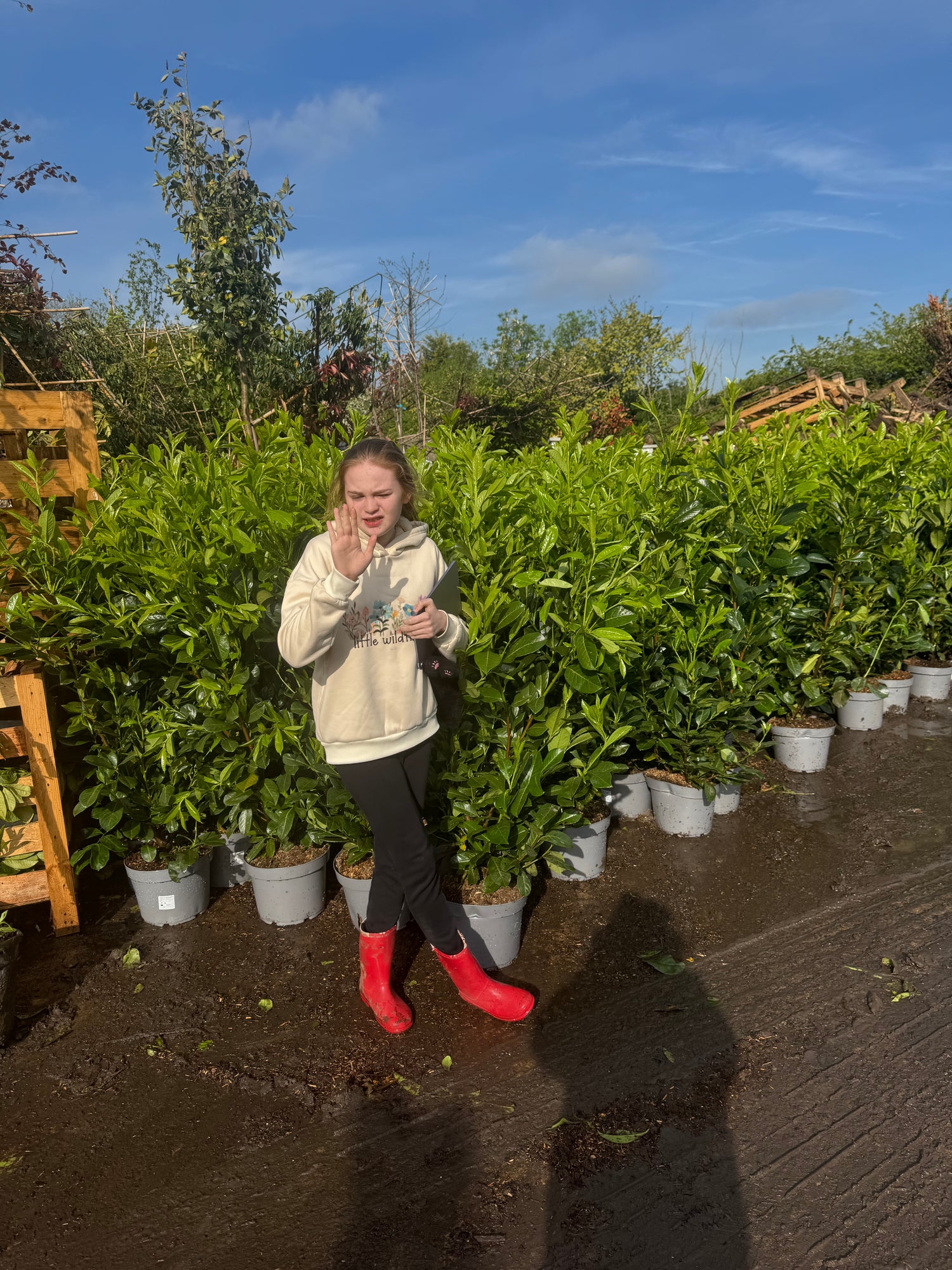 Cherry Laurel (Prunus Laur. Rotundifolia) 10 litre 1.2M-1.4M