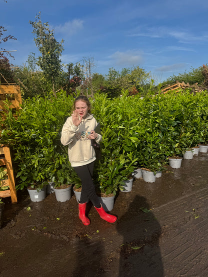 Cherry Laurel (Prunus Laur. Rotundifolia) 10 litre 1.2M-1.4M