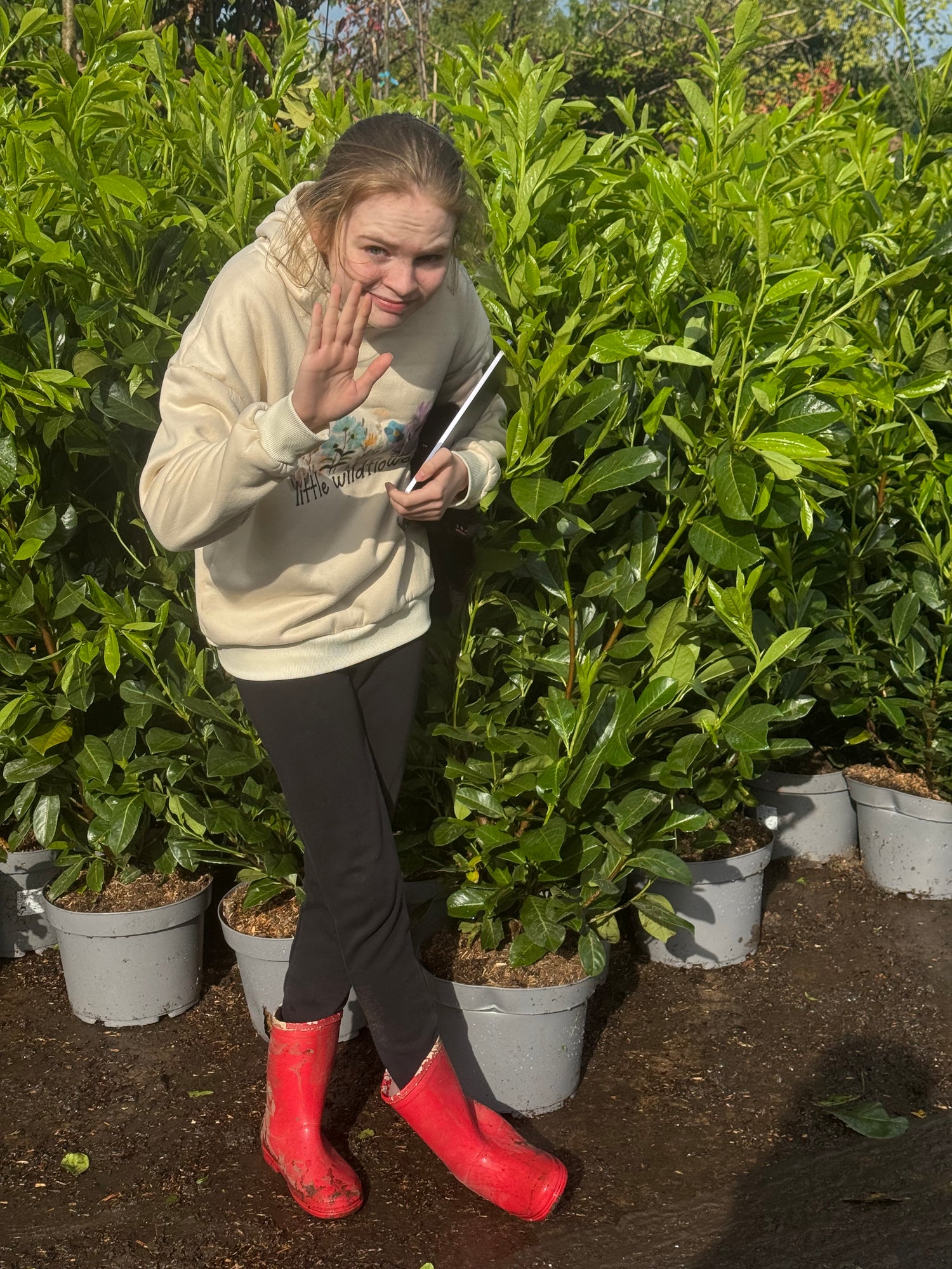 Cherry Laurel (Prunus Laur. Rotundifolia) 10 litre 1.2M-1.4M