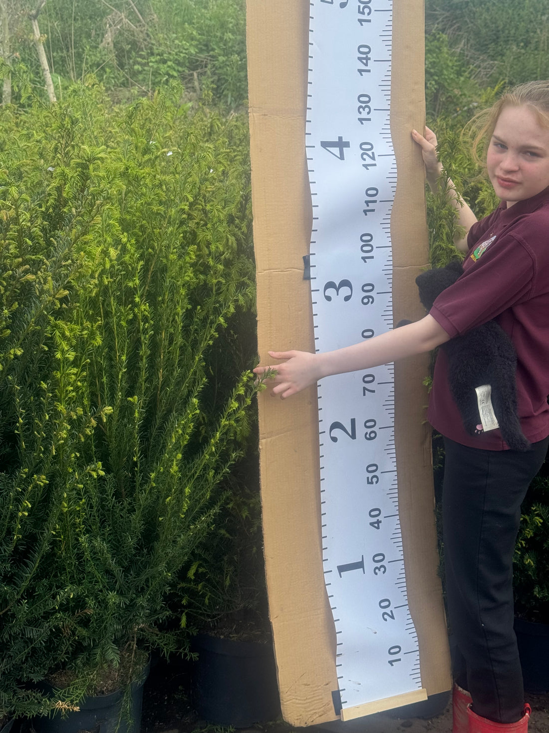 English Yew (Taxus Baccata) Pallet Deal – 25 Plants | 1.2–1.3m Potted